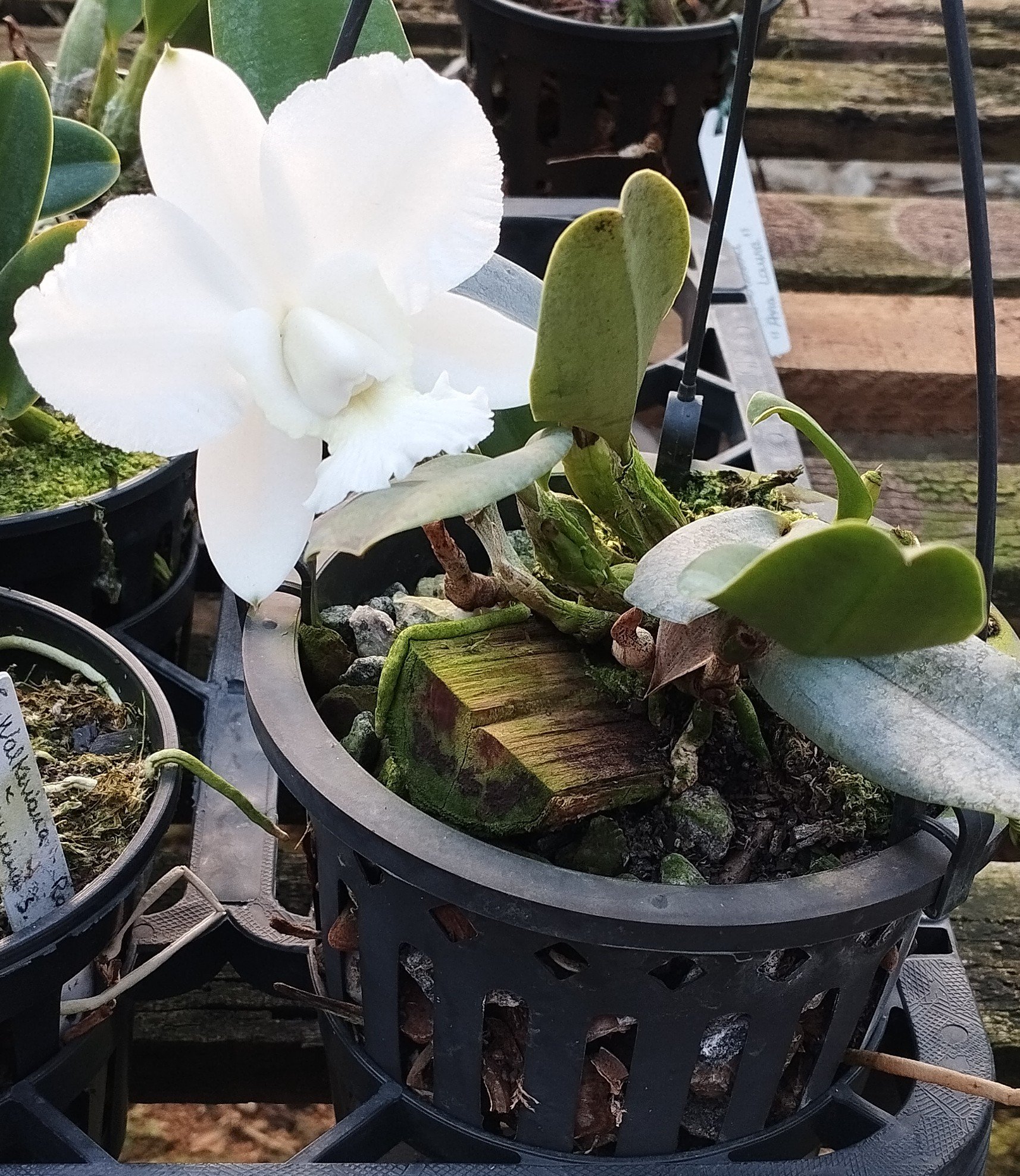C. Dolosa Alba