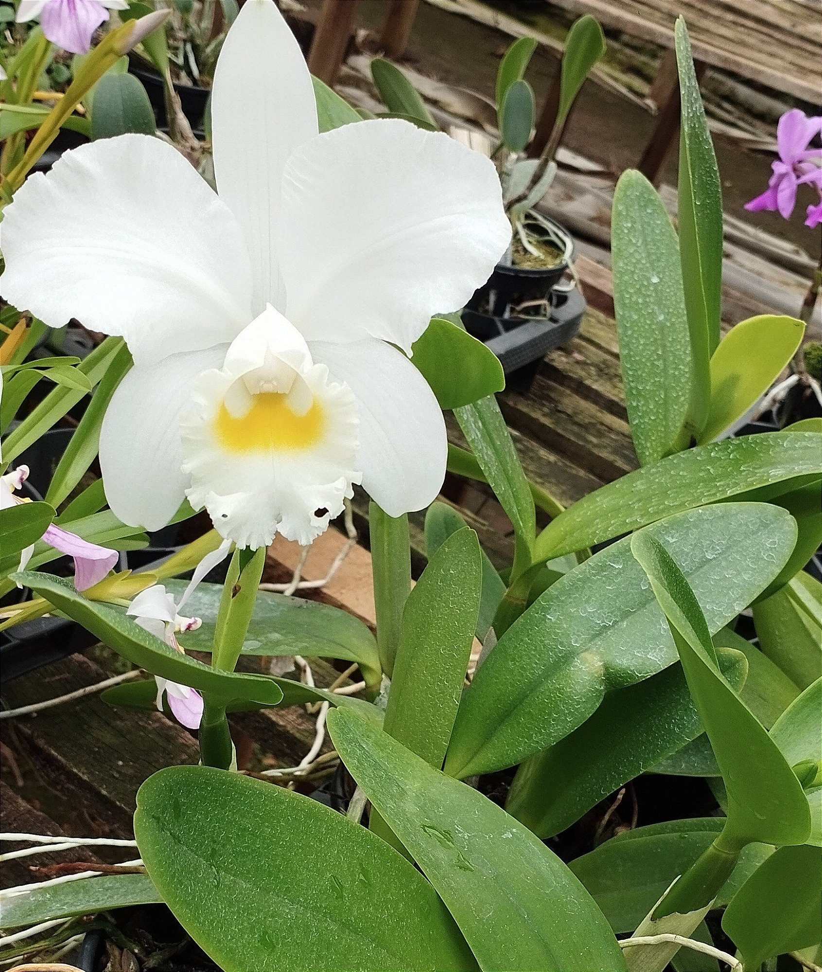 C. Francis x C. Loddigesii Alba