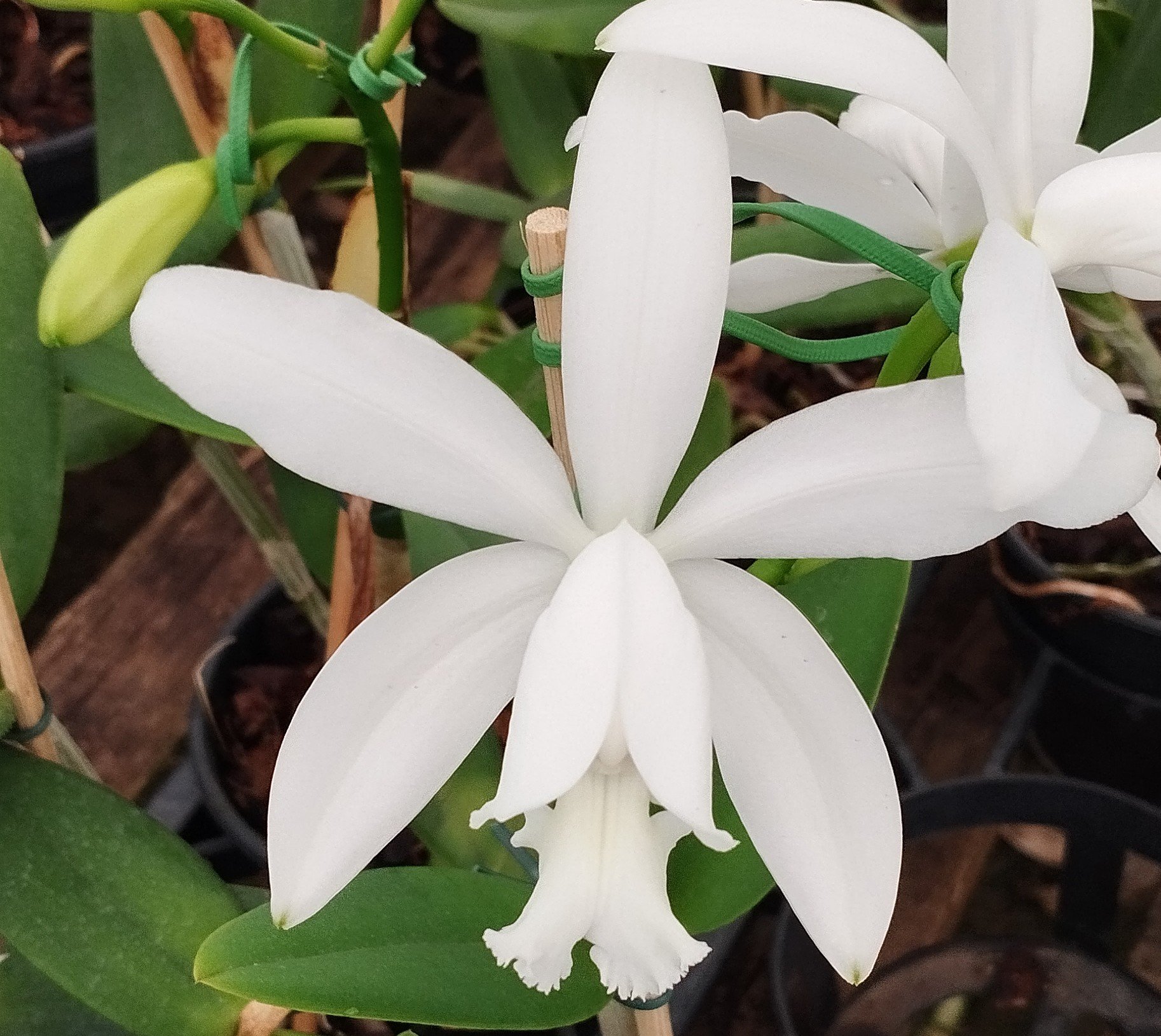 C. Intermédia Alba