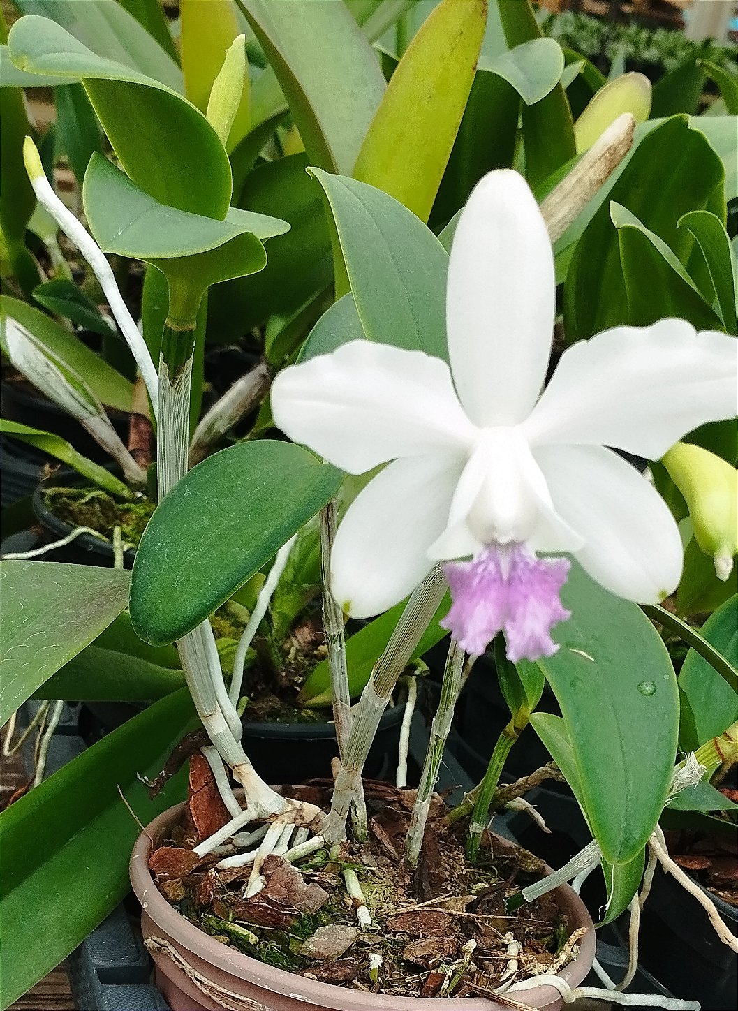 C. Intermédia coerulea (31)