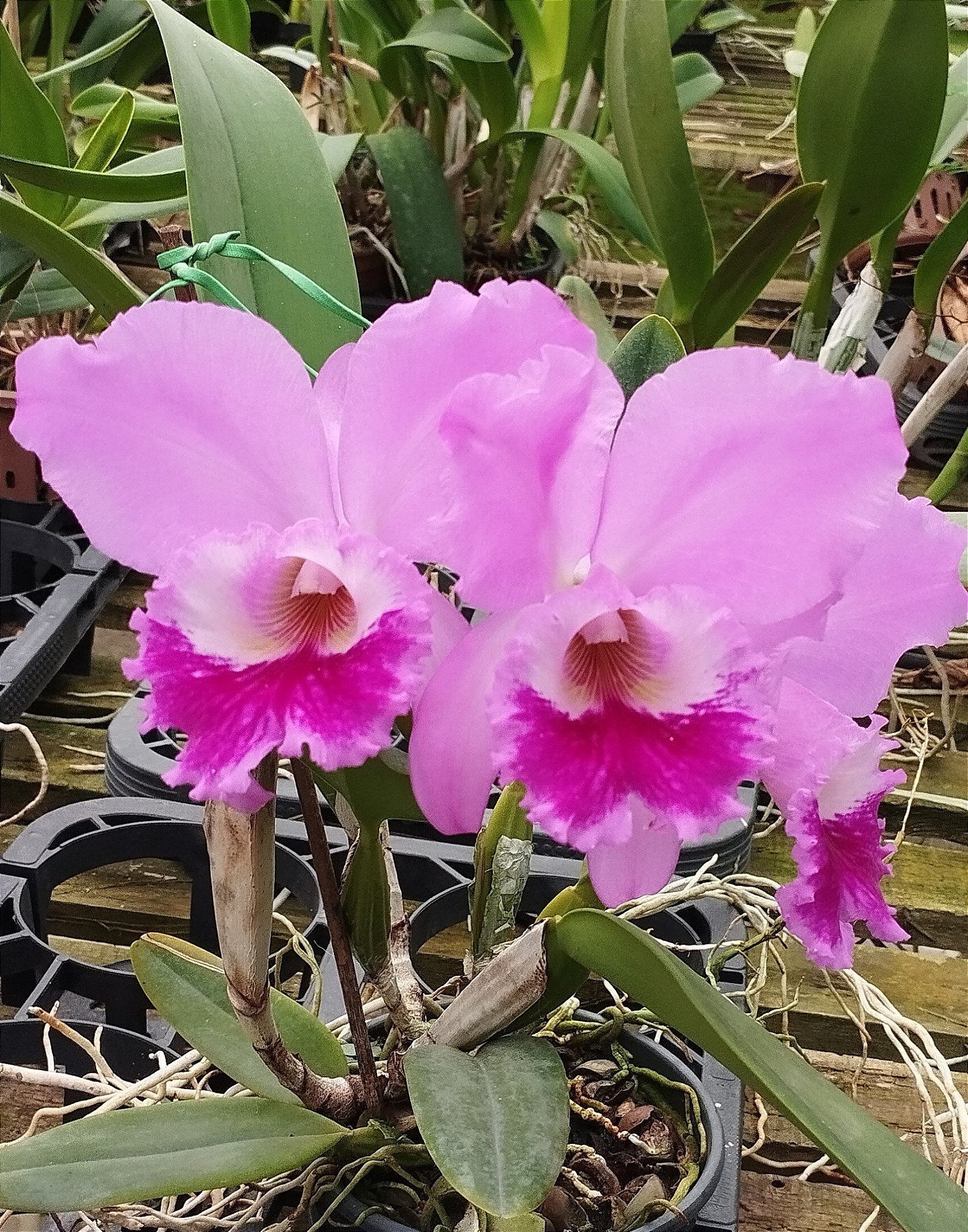 C. Labiata Tipo