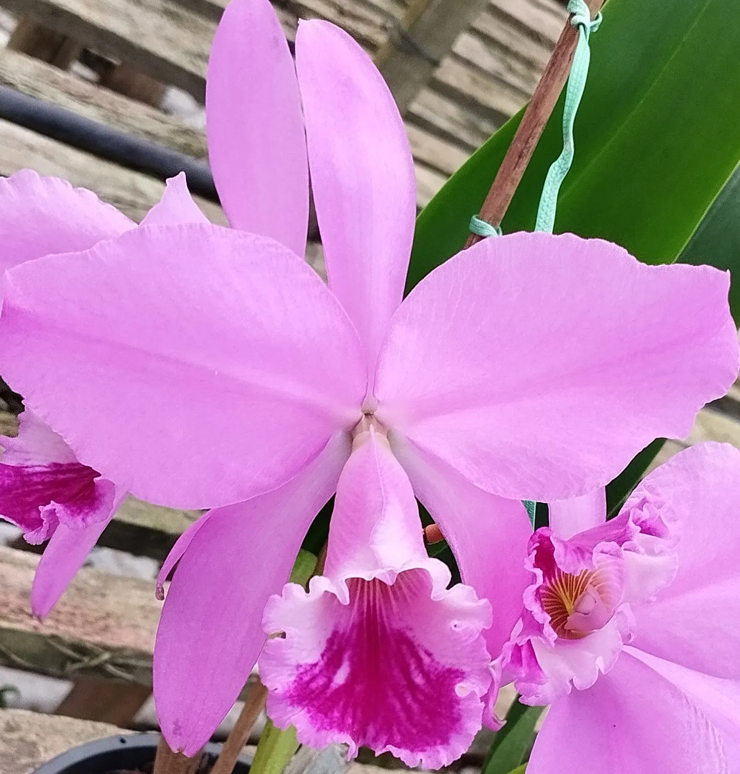 C. Labiata tipo var. Rubra