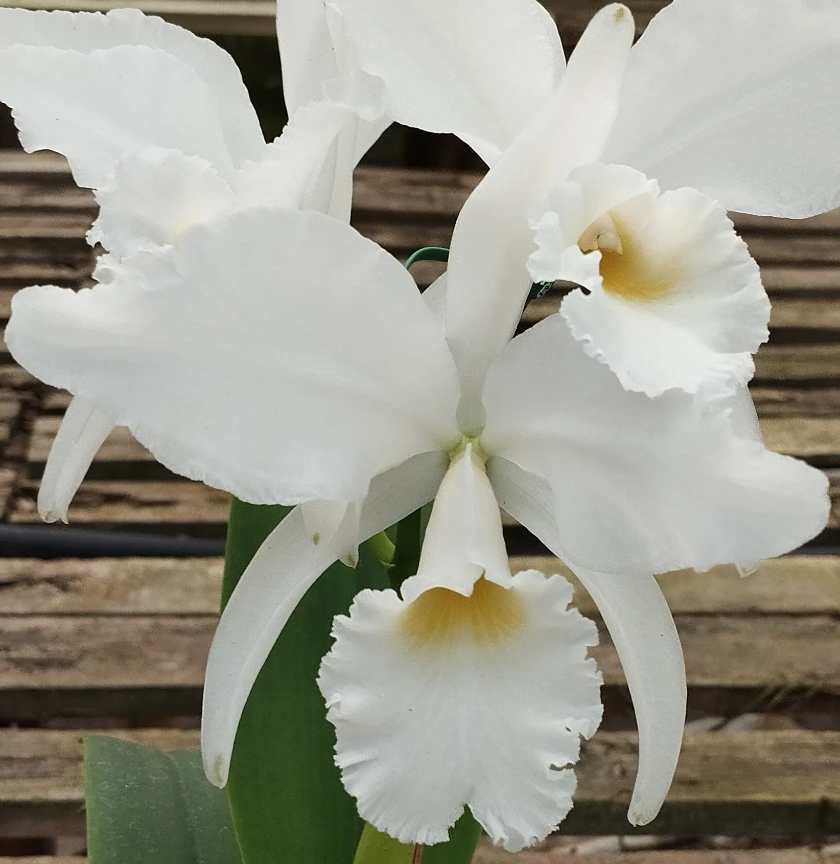 C. Labiata var. Alba