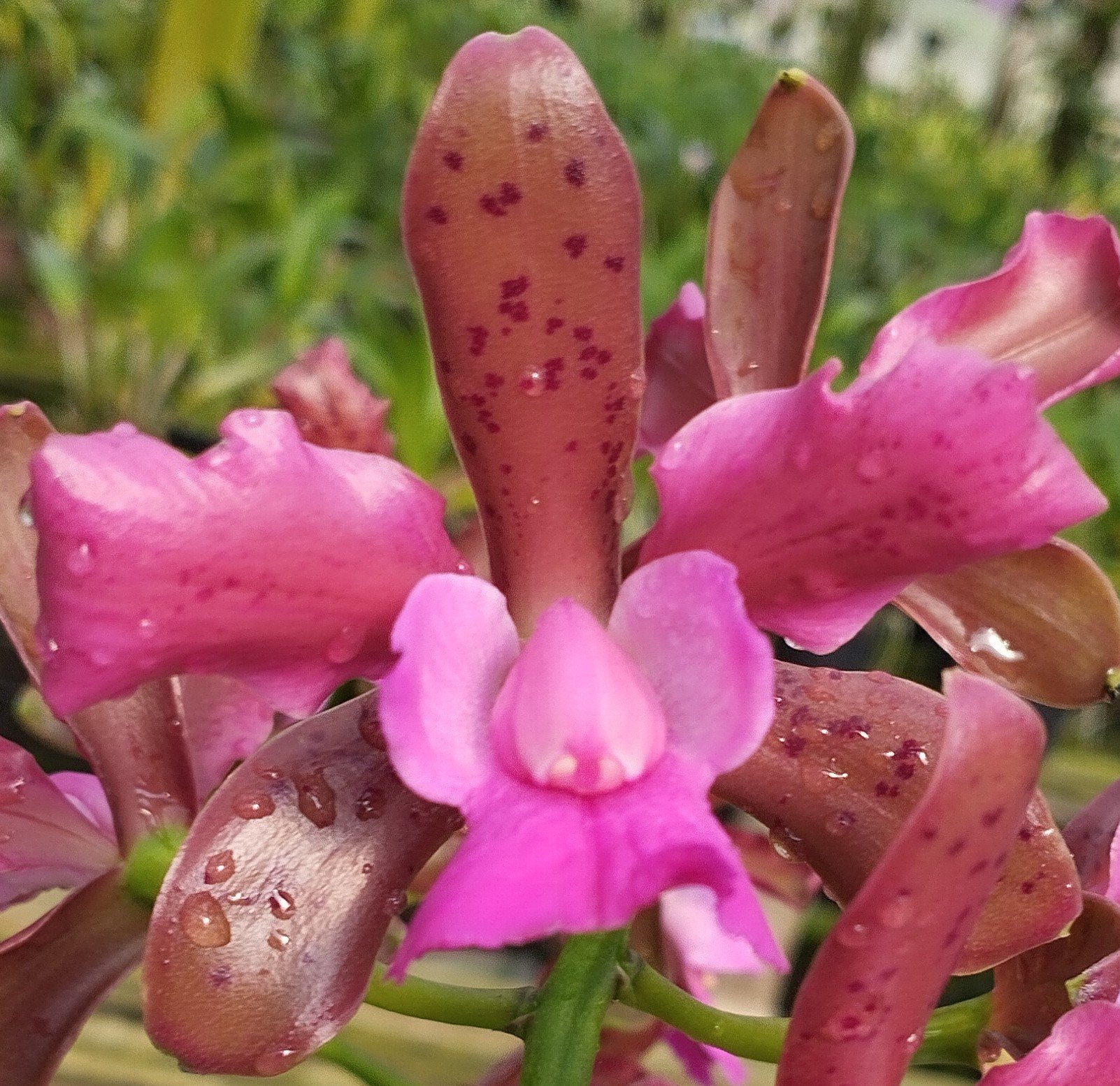 C. Leopoldii Trilabelo