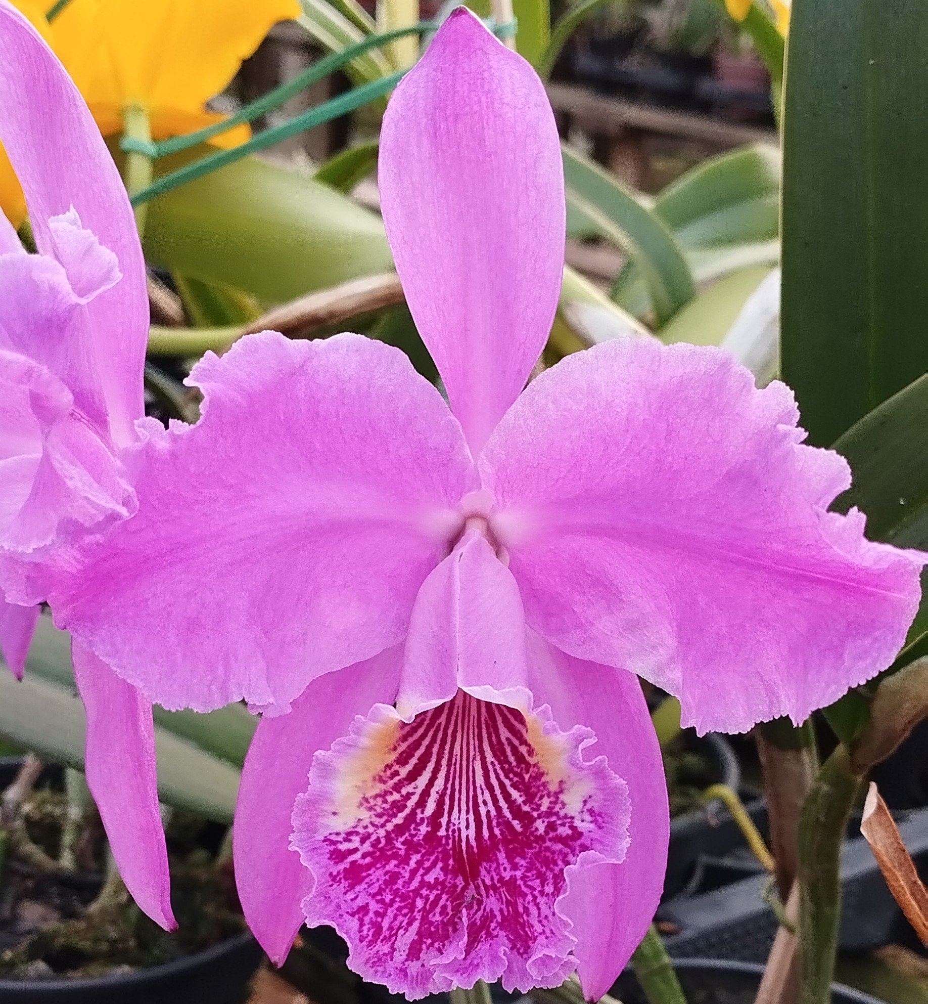 C. Lueddmanniana Rubra