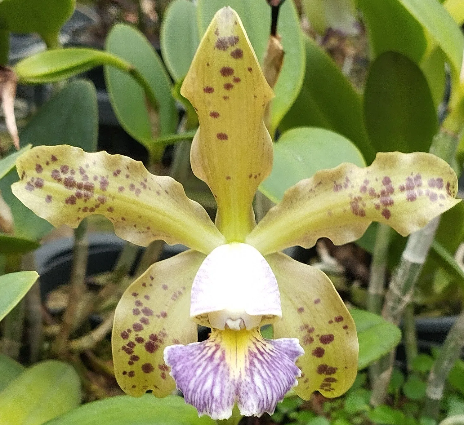 C. Schilleriana coerulea