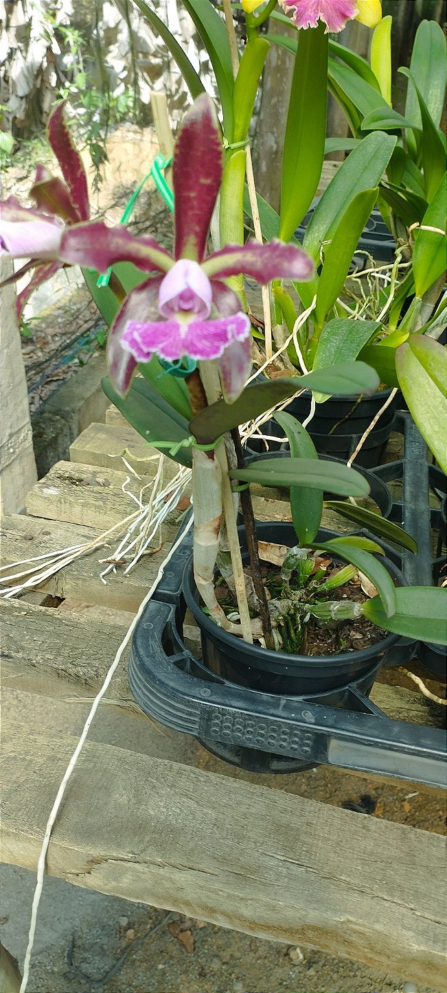 C. Schilleriana tipo (pouca pinta) (cód. 17)