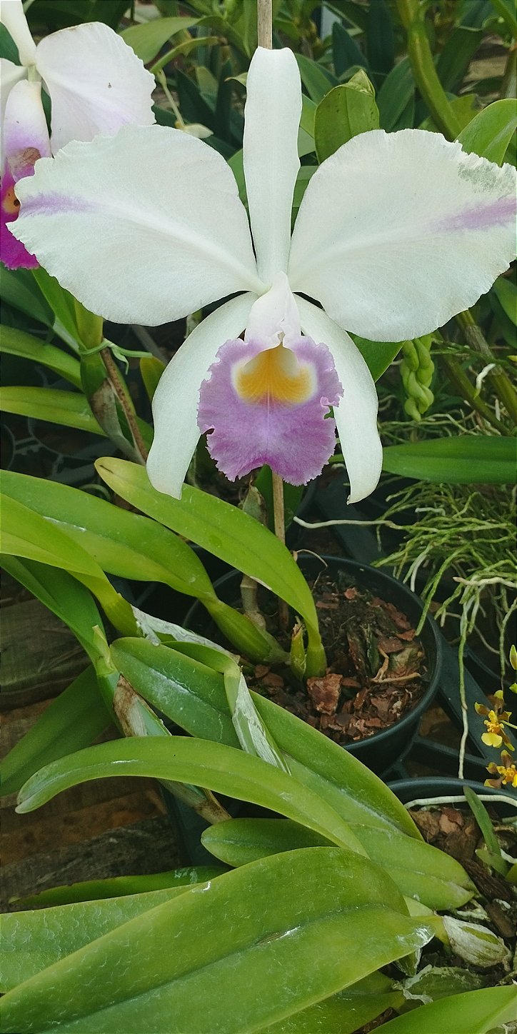 C. Trianae Flâmea Joãozinho x C. Trianae Flâmea Heitor Coerulea (cód. 27)