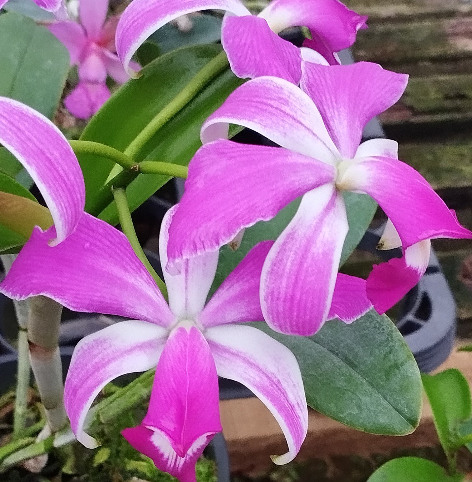 C. Violácea Semi-alba Flâmea x C. Violácea Semi Alba Sílvio