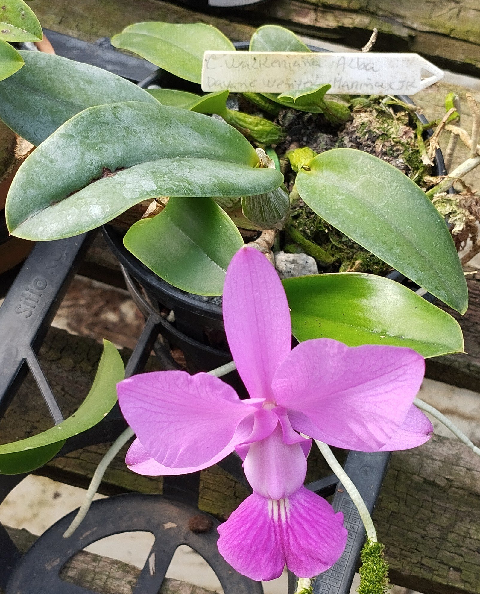 C. Walkeriana Alba x C. Walkeriana Daiane Wenzel x C. Walkeriana Marina