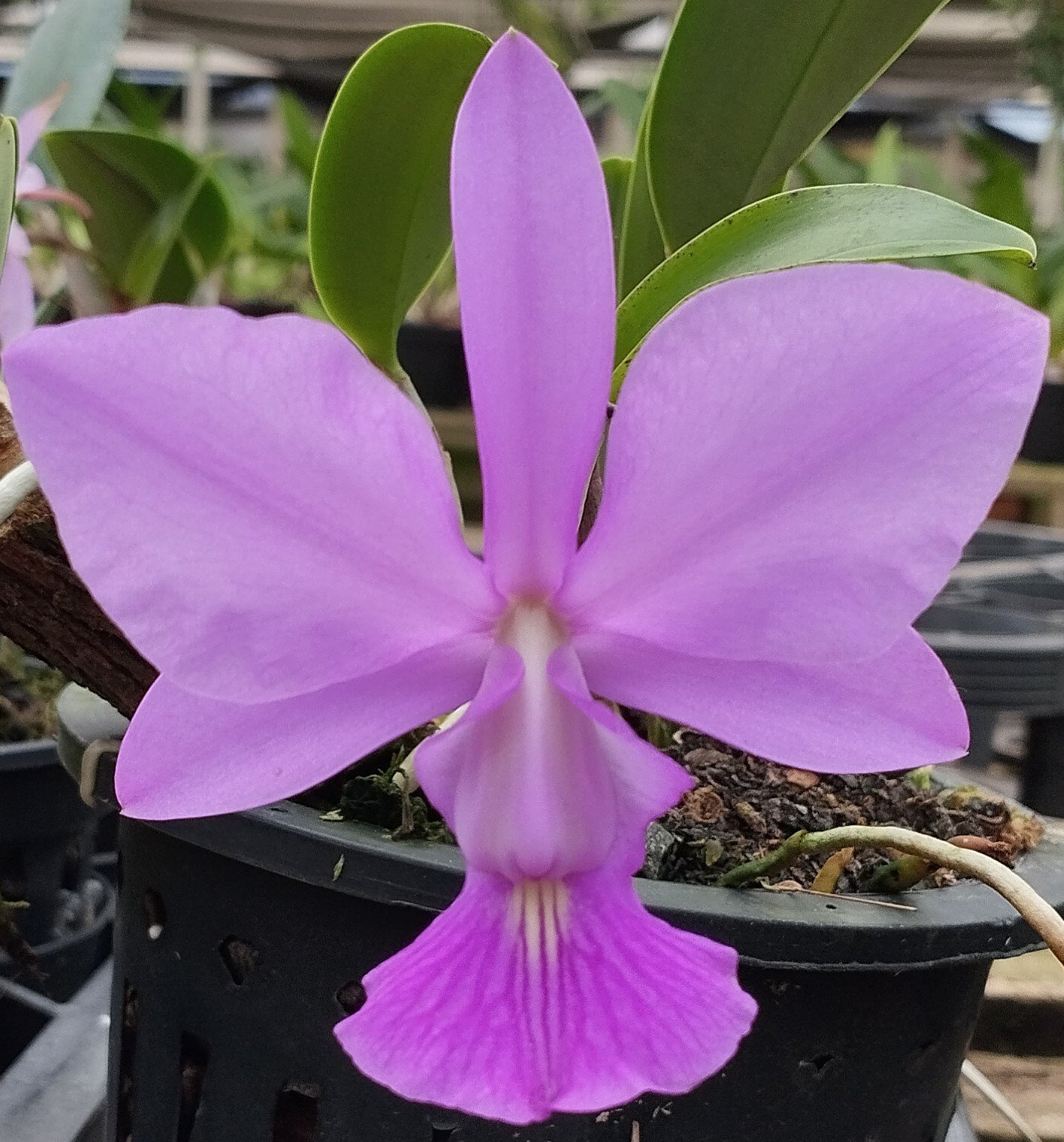C. Walkeriana Bow Kasin