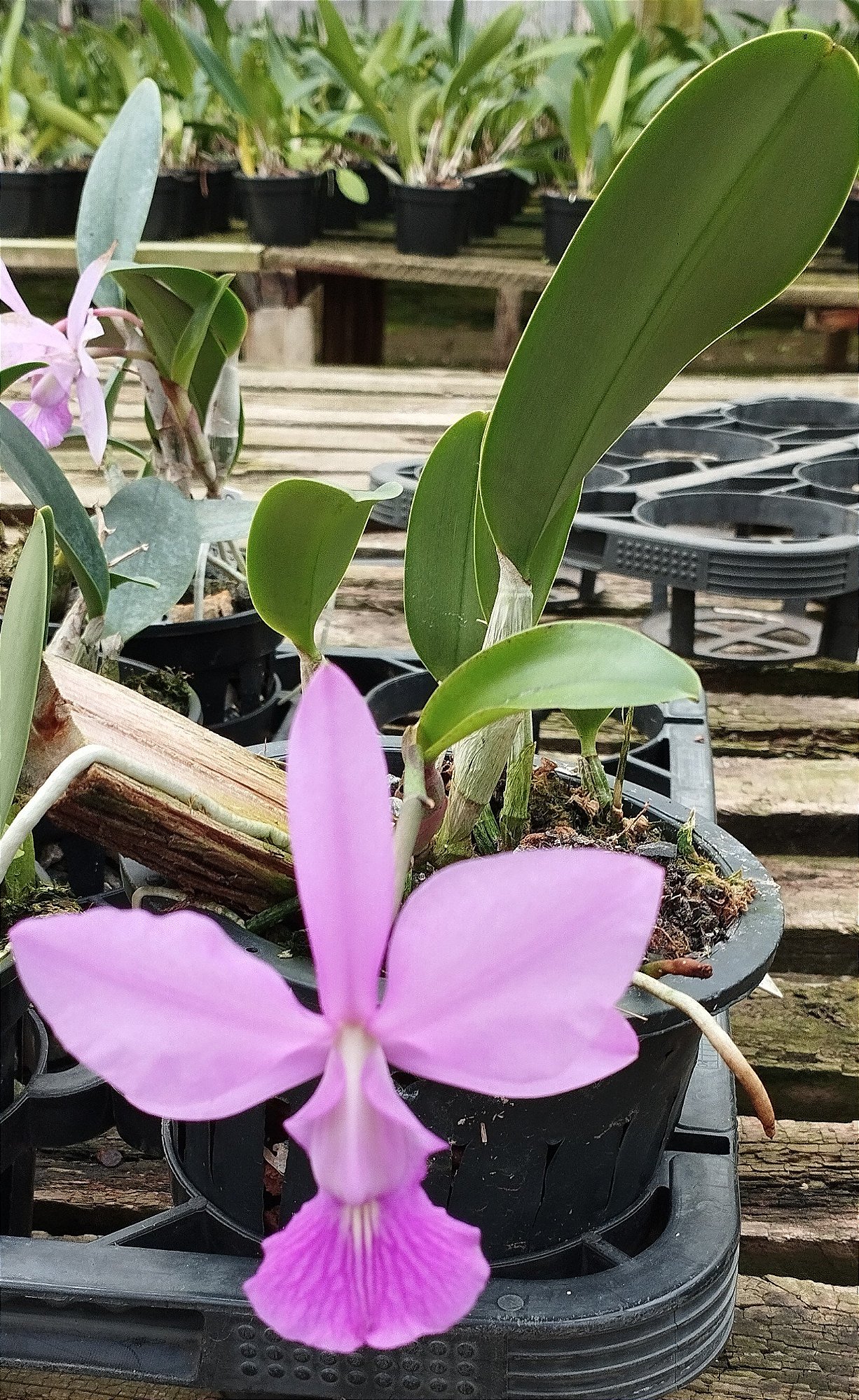 C. Walkeriana Bow Kasin