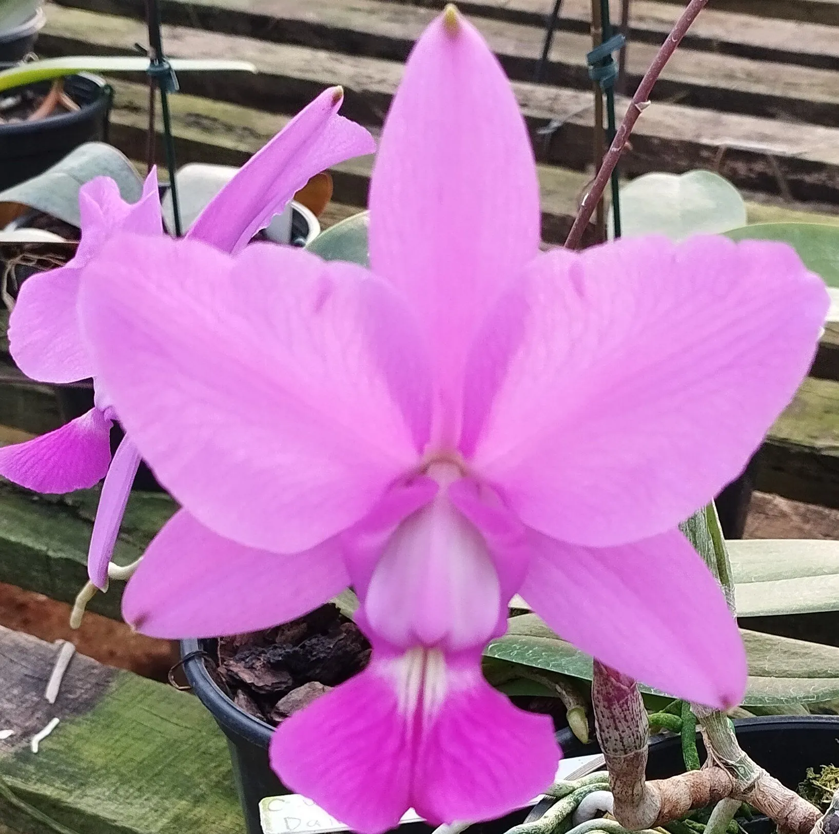 C. Walkeriana Daniel Wenzel