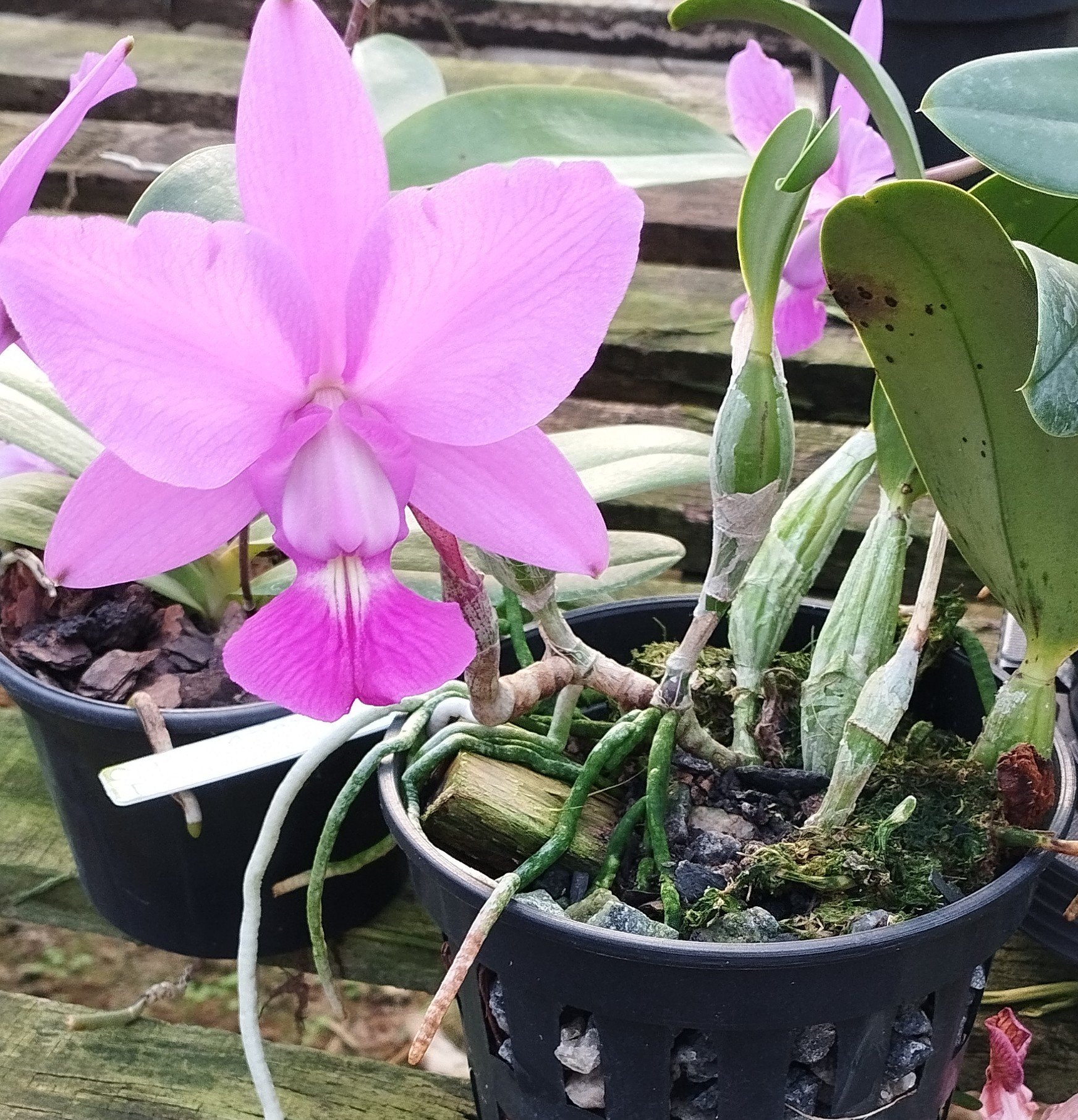 C. Walkeriana Daniel Wenzel
