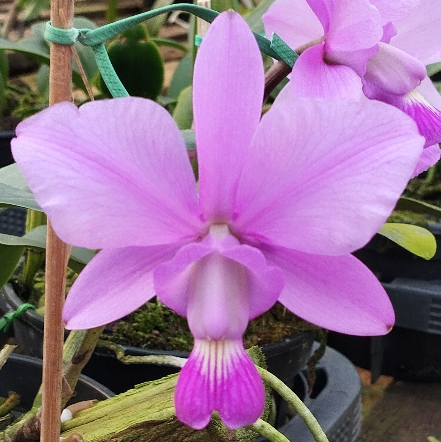 C. Walkeriana Dona Leda x C. Walkeriana Pink Smile