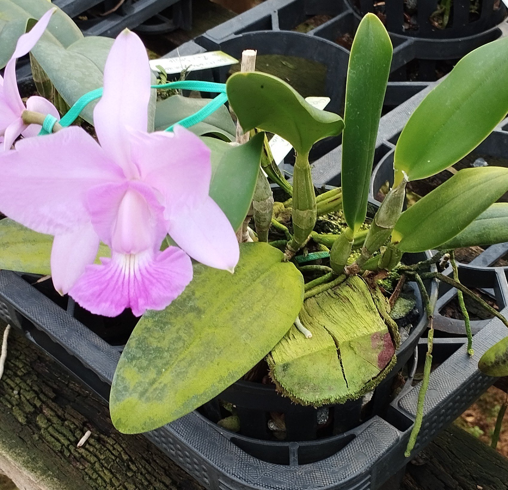 C. Walkeriana Pouso Alto  x C. Walkeriana Puanani