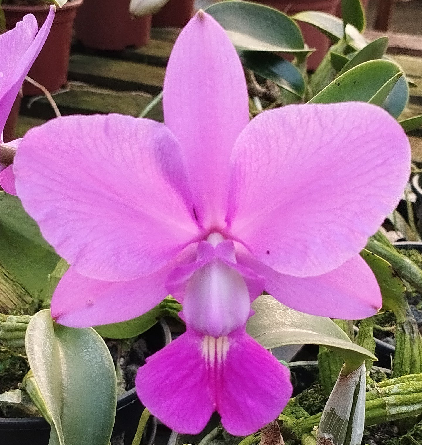C. Walkeriana Estrela da Colina