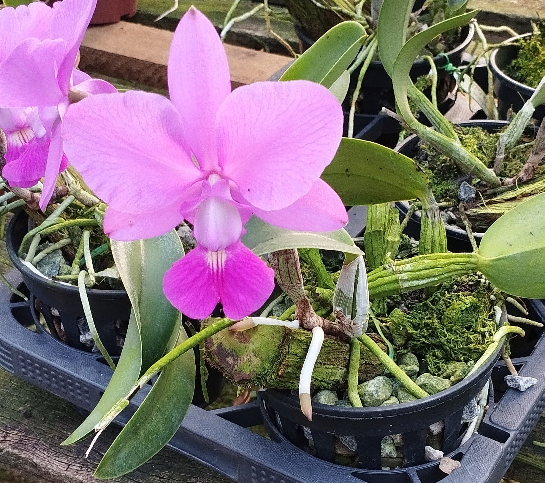 C. Walkeriana Estrela da Colina