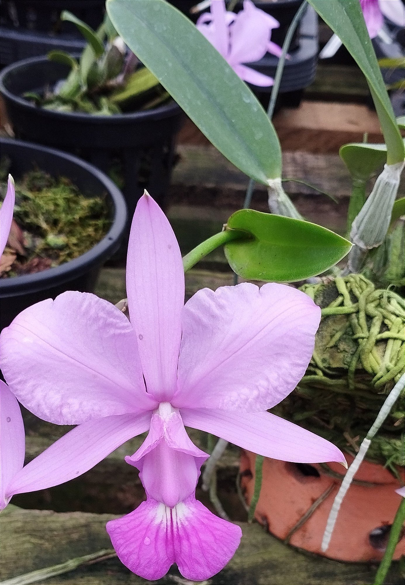C. Walkeriana Estrela da Colina x C. Walkeriana Luiz Castro