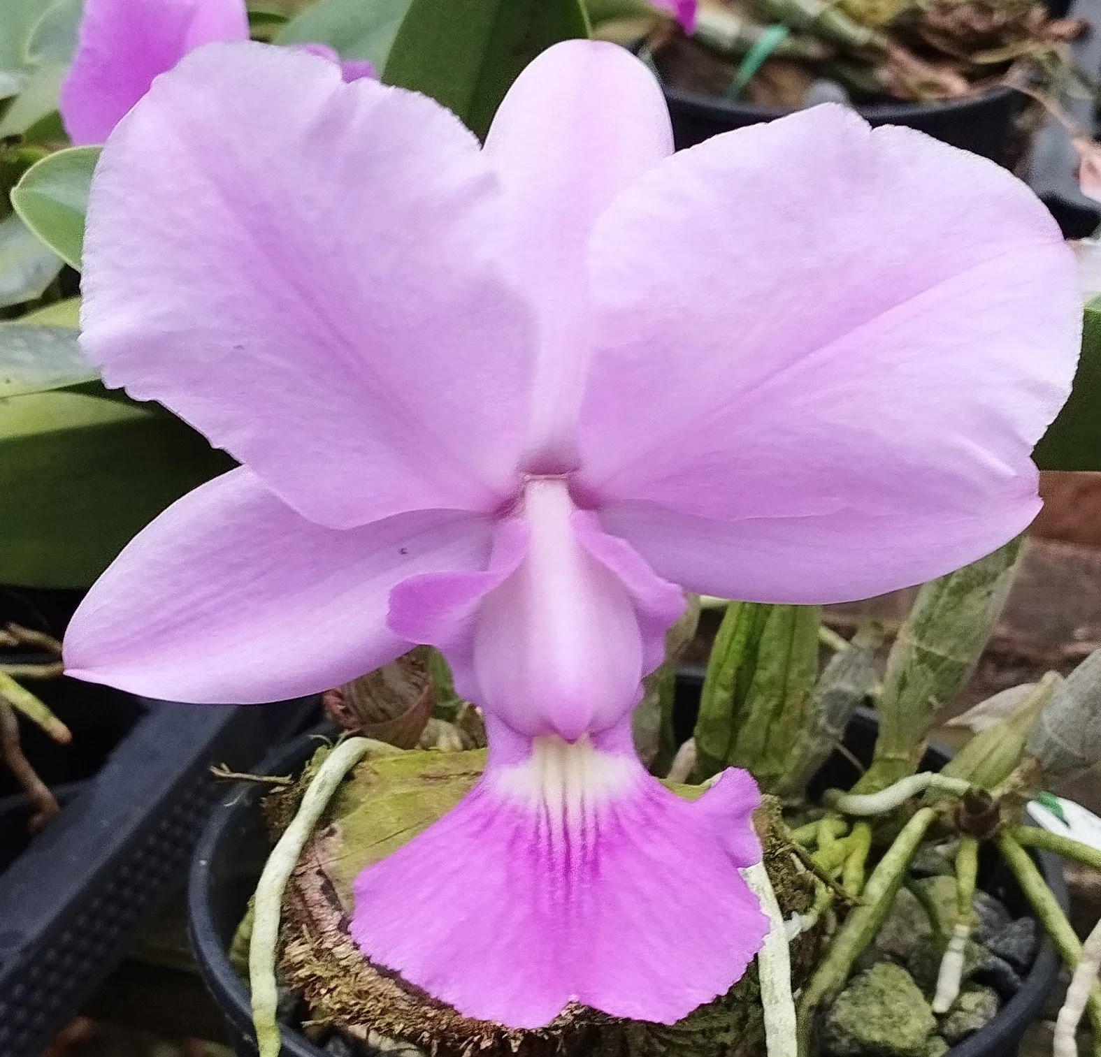C. Walkeriana Evolution x C. Walkeriana Poços de Caldas x C. Walkeriana tipo Cely