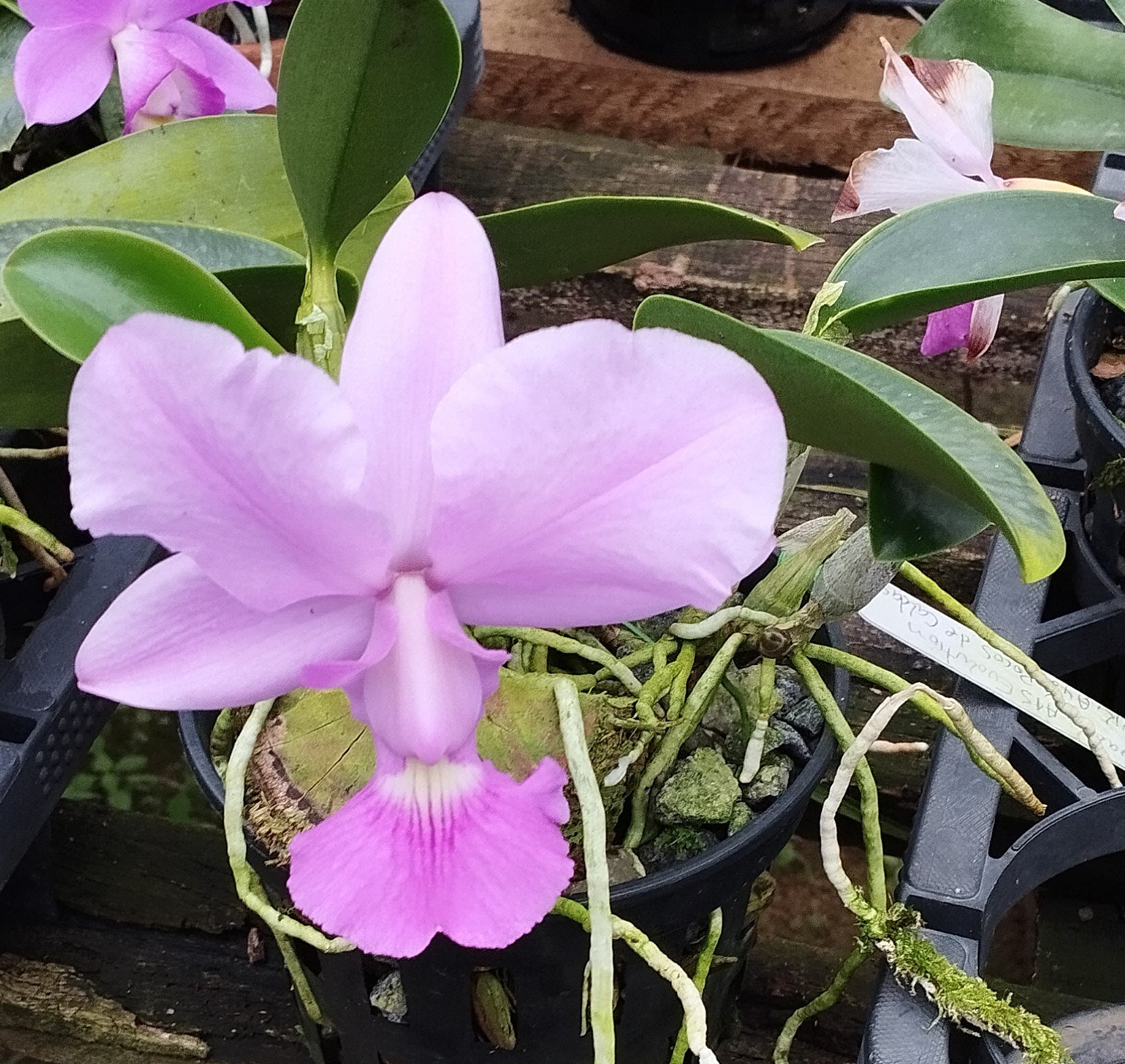 C. Walkeriana Evolution x C. Walkeriana Poços de Caldas x C. Walkeriana tipo Cely