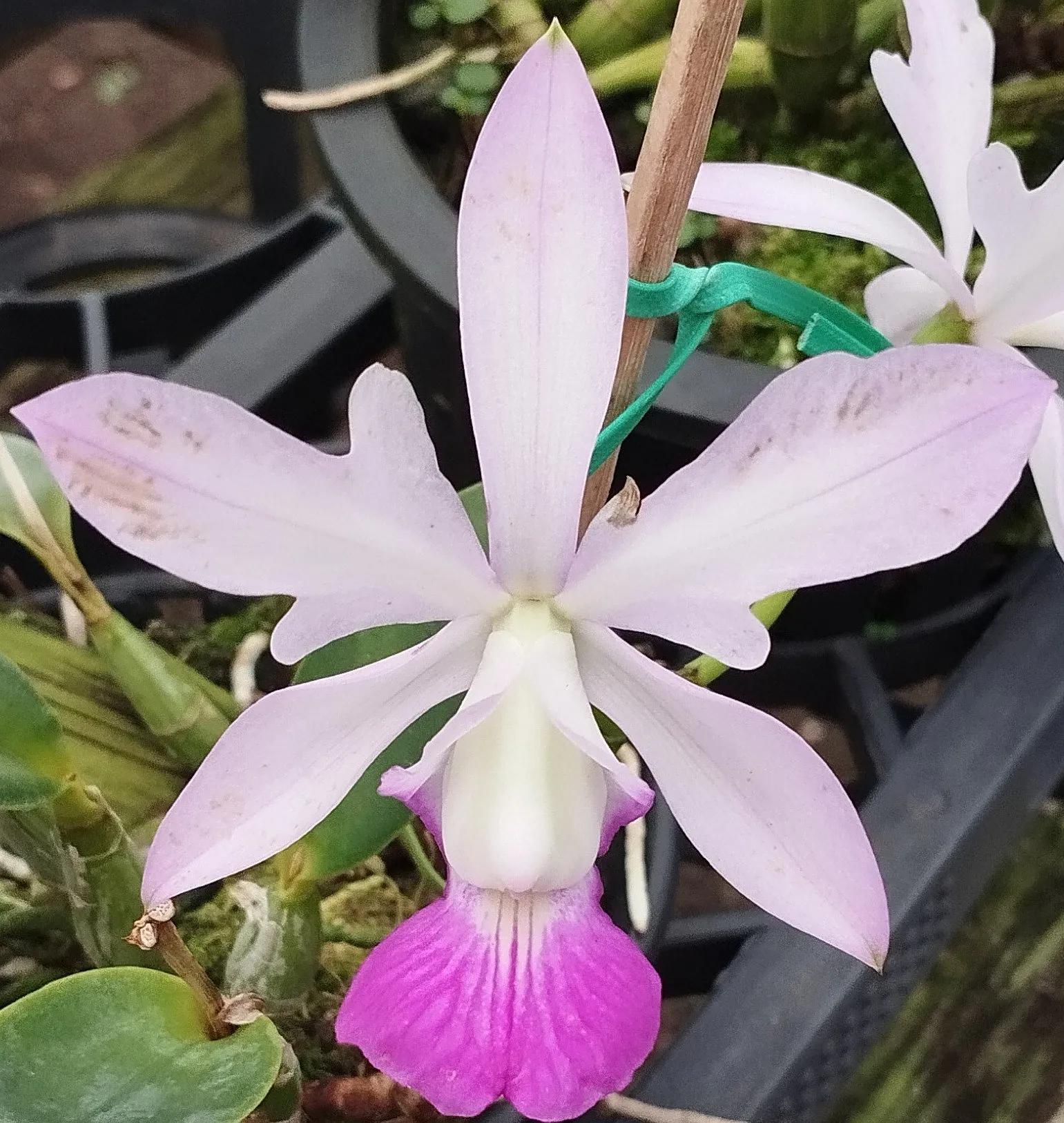 C. Walkeriana flâmea