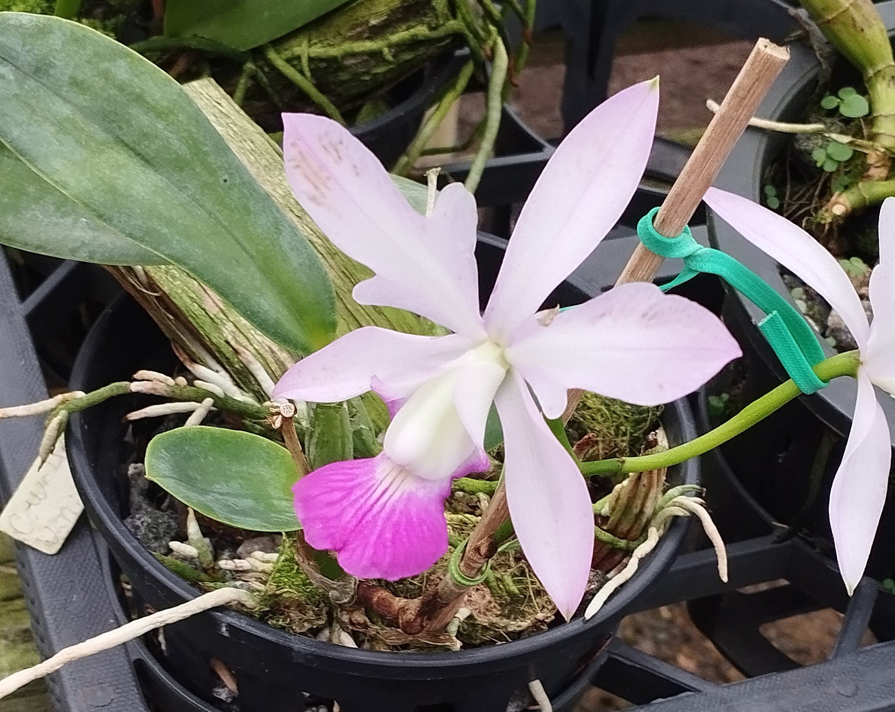 C. Walkeriana flâmea