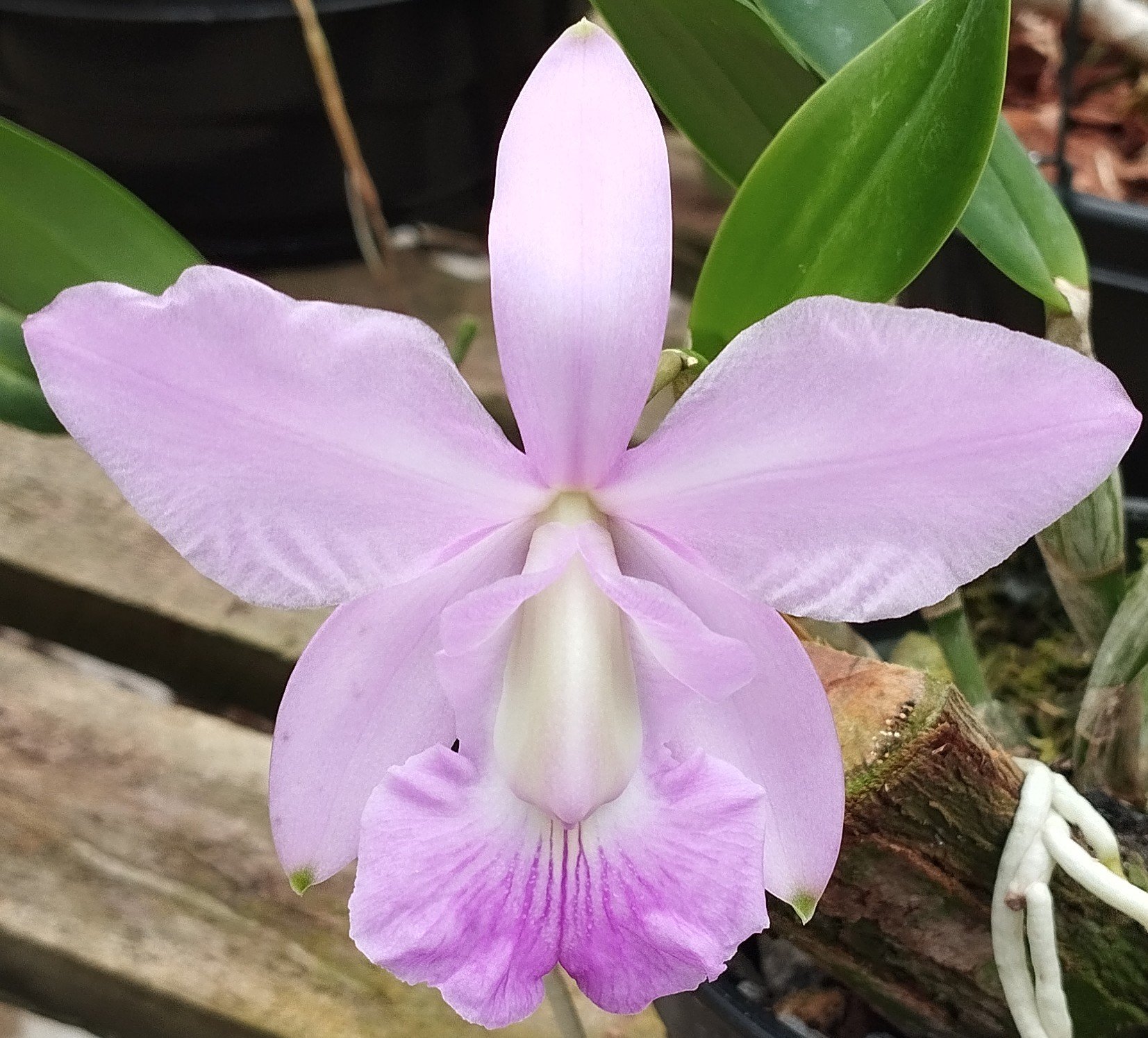 C. Walkeriana Pouso Alto x C. Walkeriana Puanani