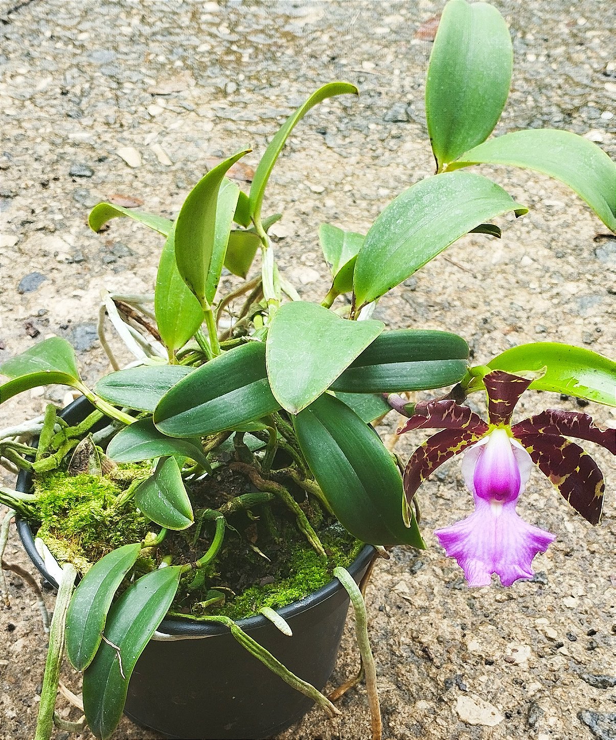 C. Aclandiae Albencens x C. Aclandiae Albencens (touceira)