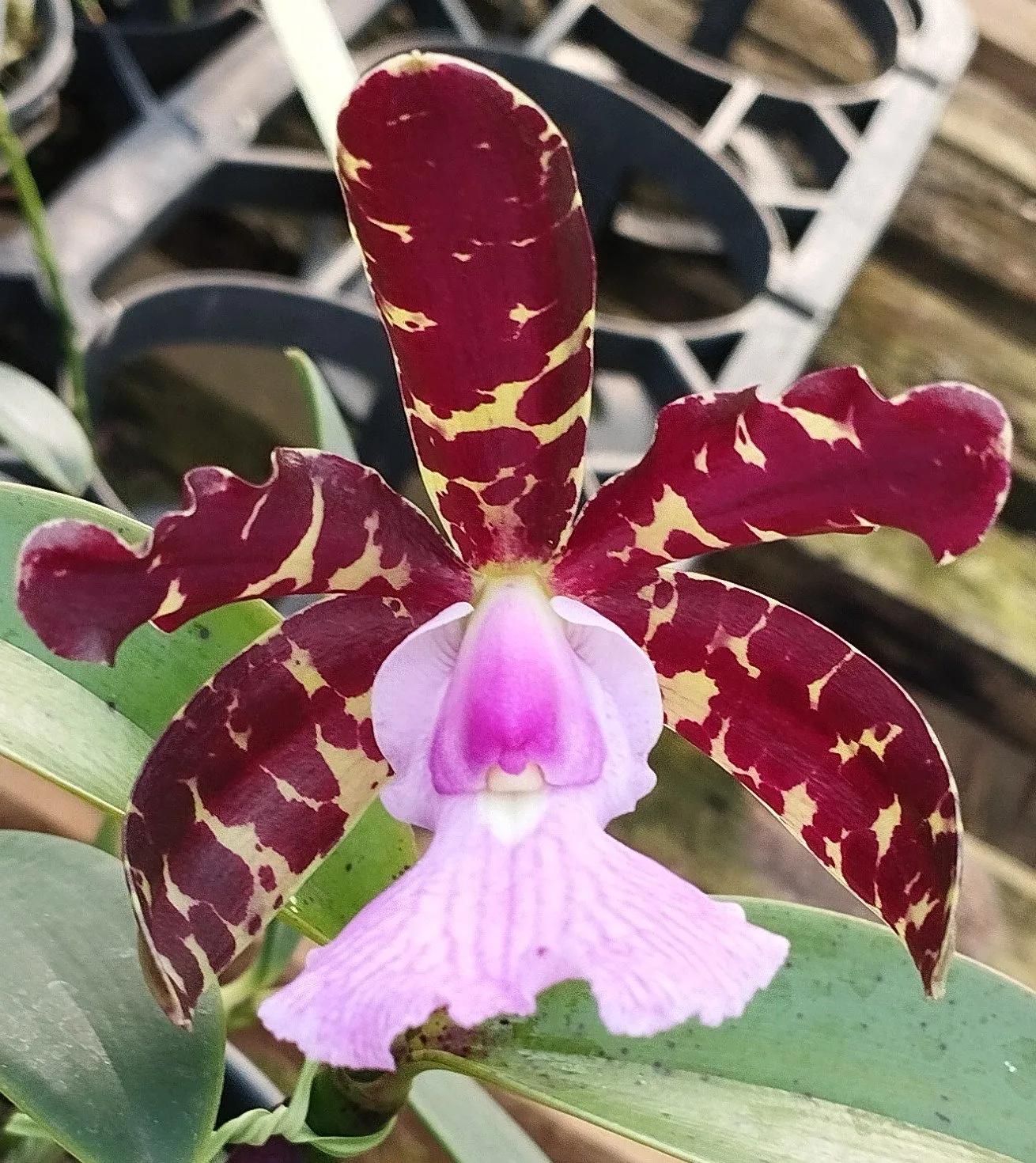 C. Aclandiae Albencens  x C. Aclandiae Albencens
