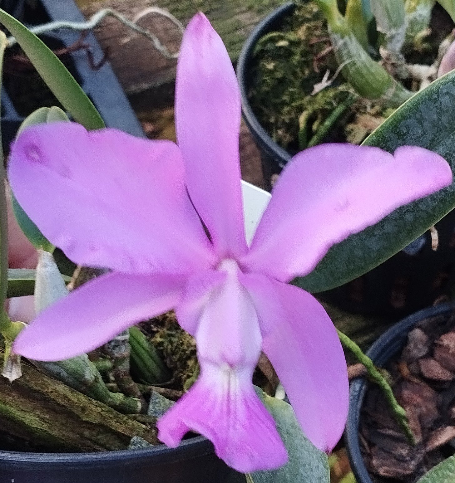 C. Walkeriana São Diogo x C. Walkeriana Rafael
