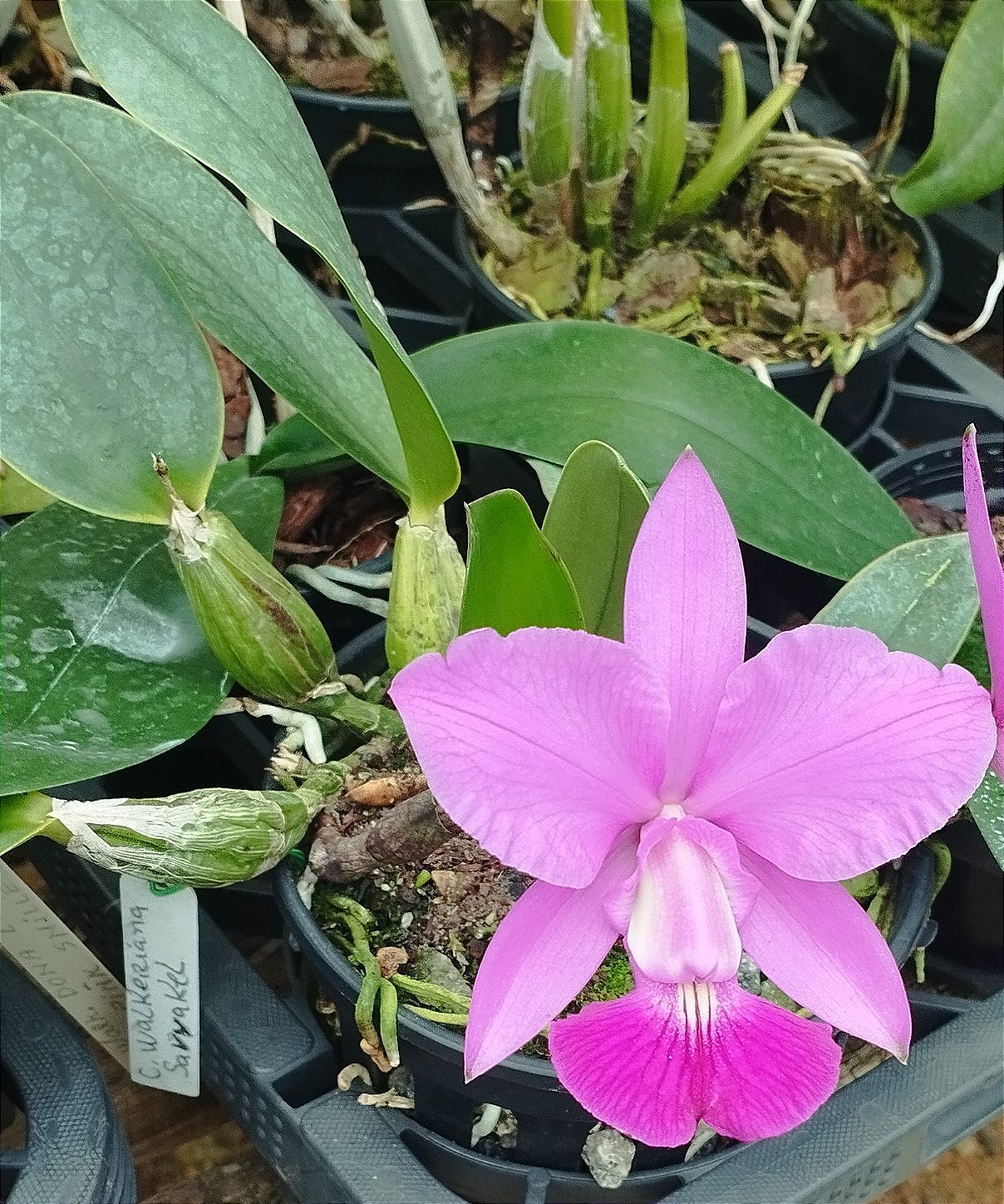C. Walkeriana Saviakel