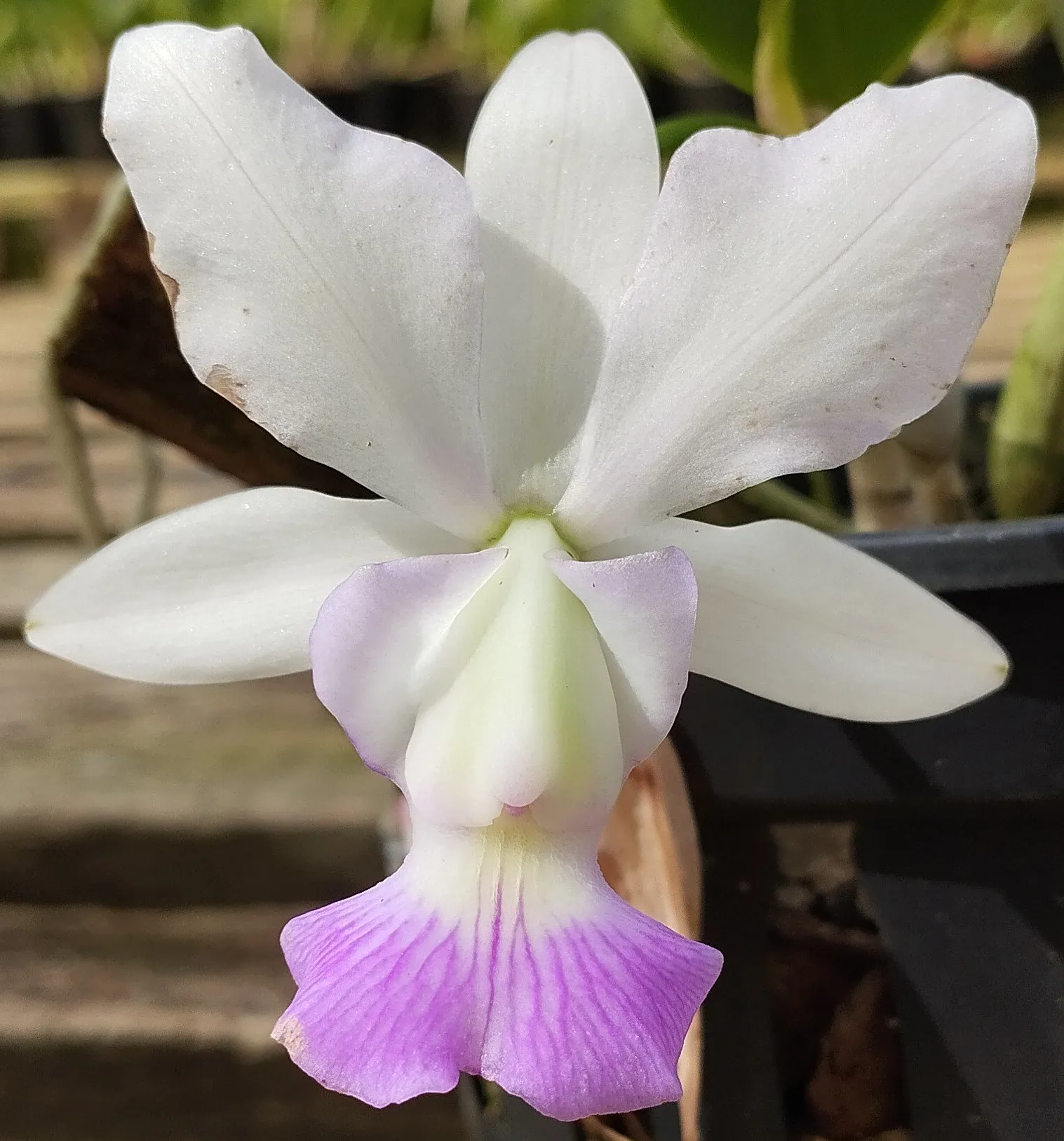 C. Walkeriana semi alba flameada