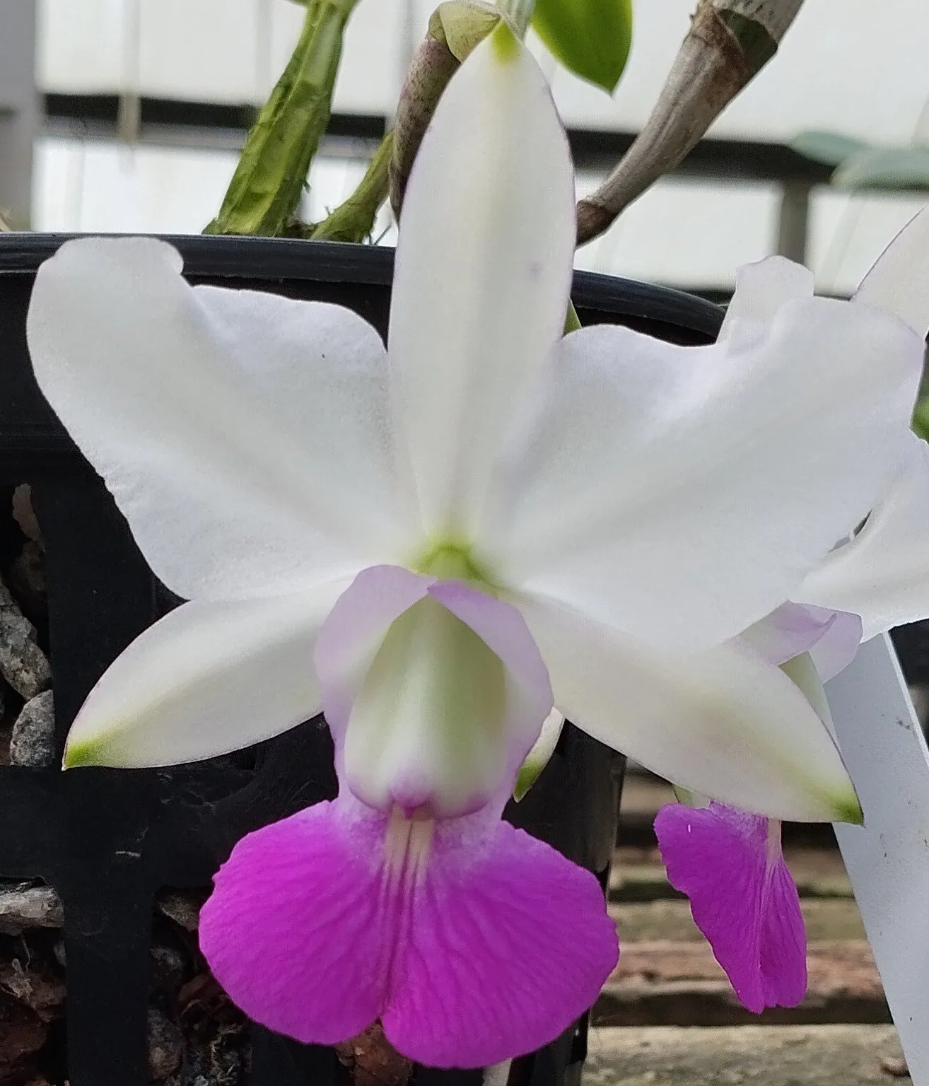 C. Walkeriana semi alba var. Tóquio