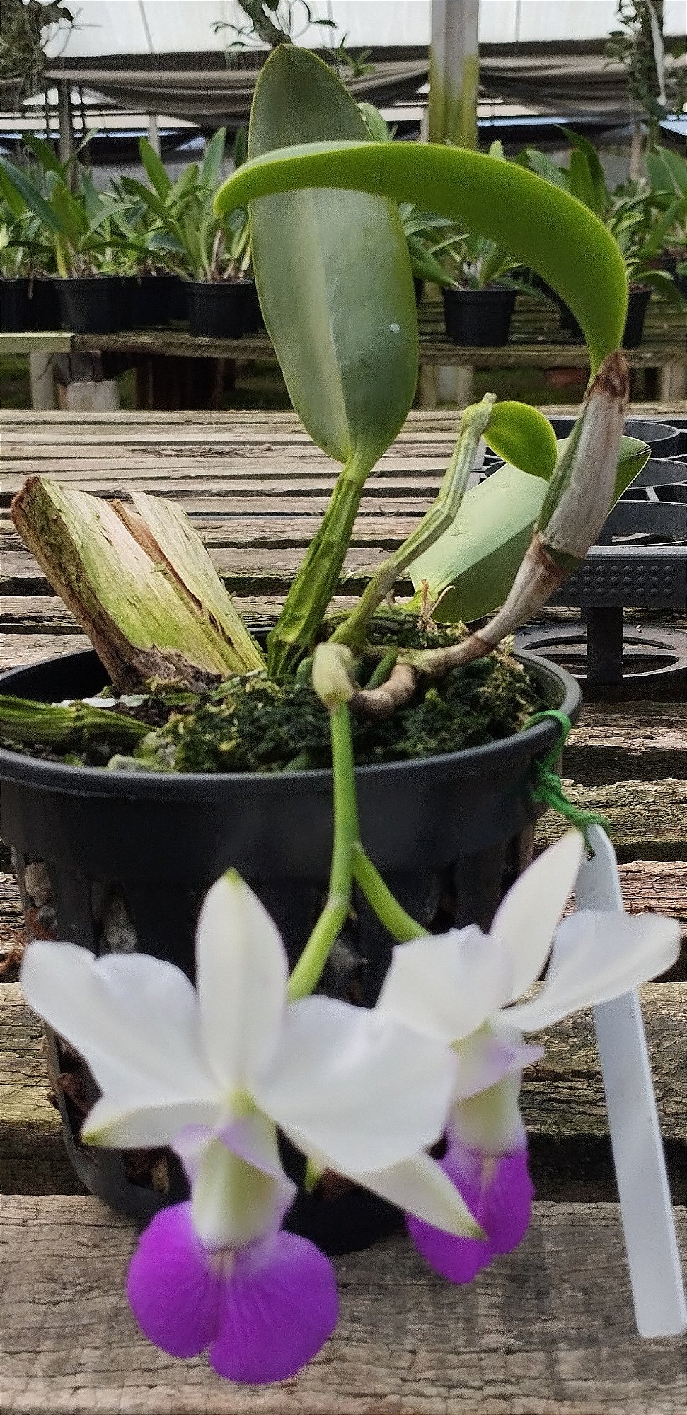 C. Walkeriana semi alba var. Tóquio