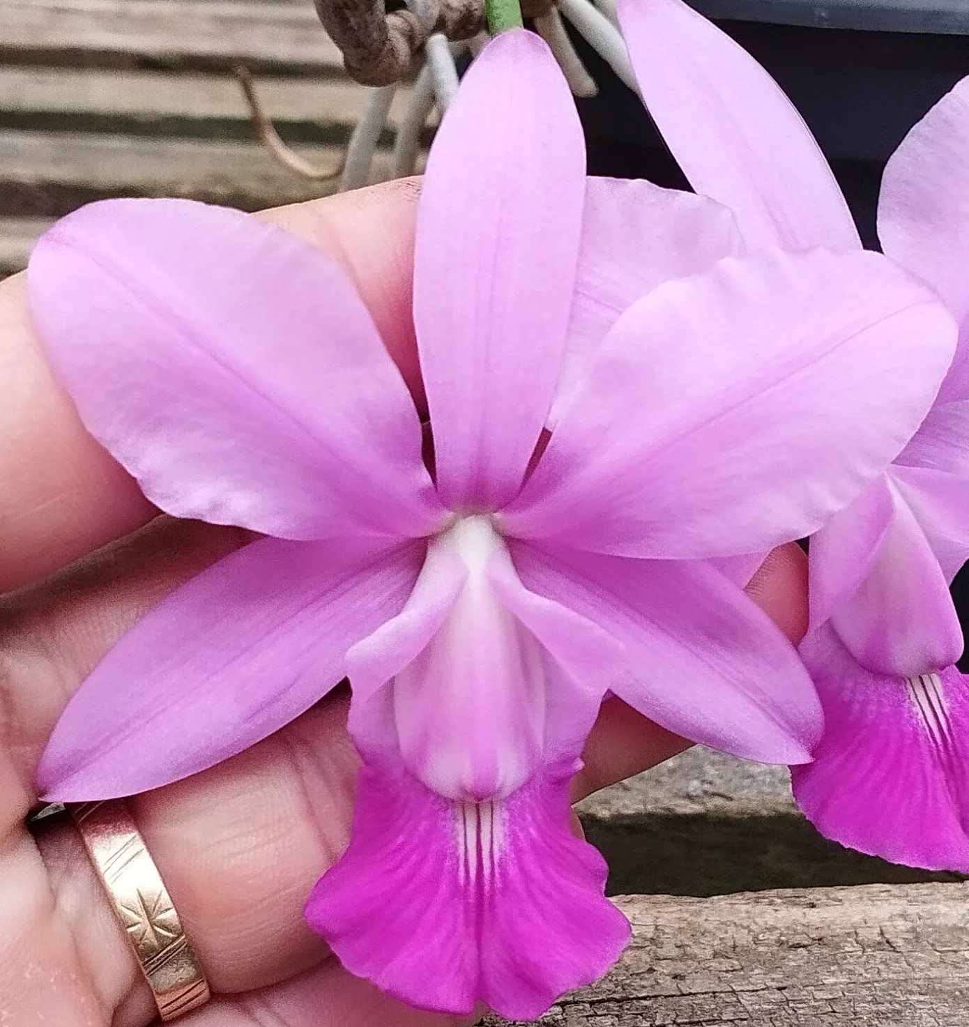 C. Walkeriana tipo