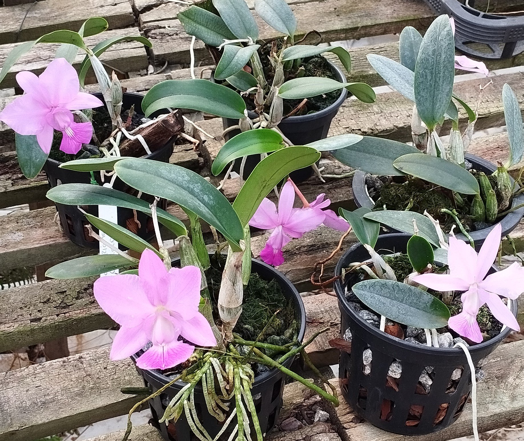 C. Walkeriana tipo