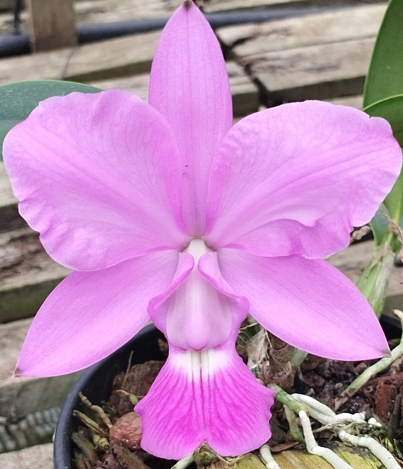 C. Walkeriana tipo "Ana Laura"
