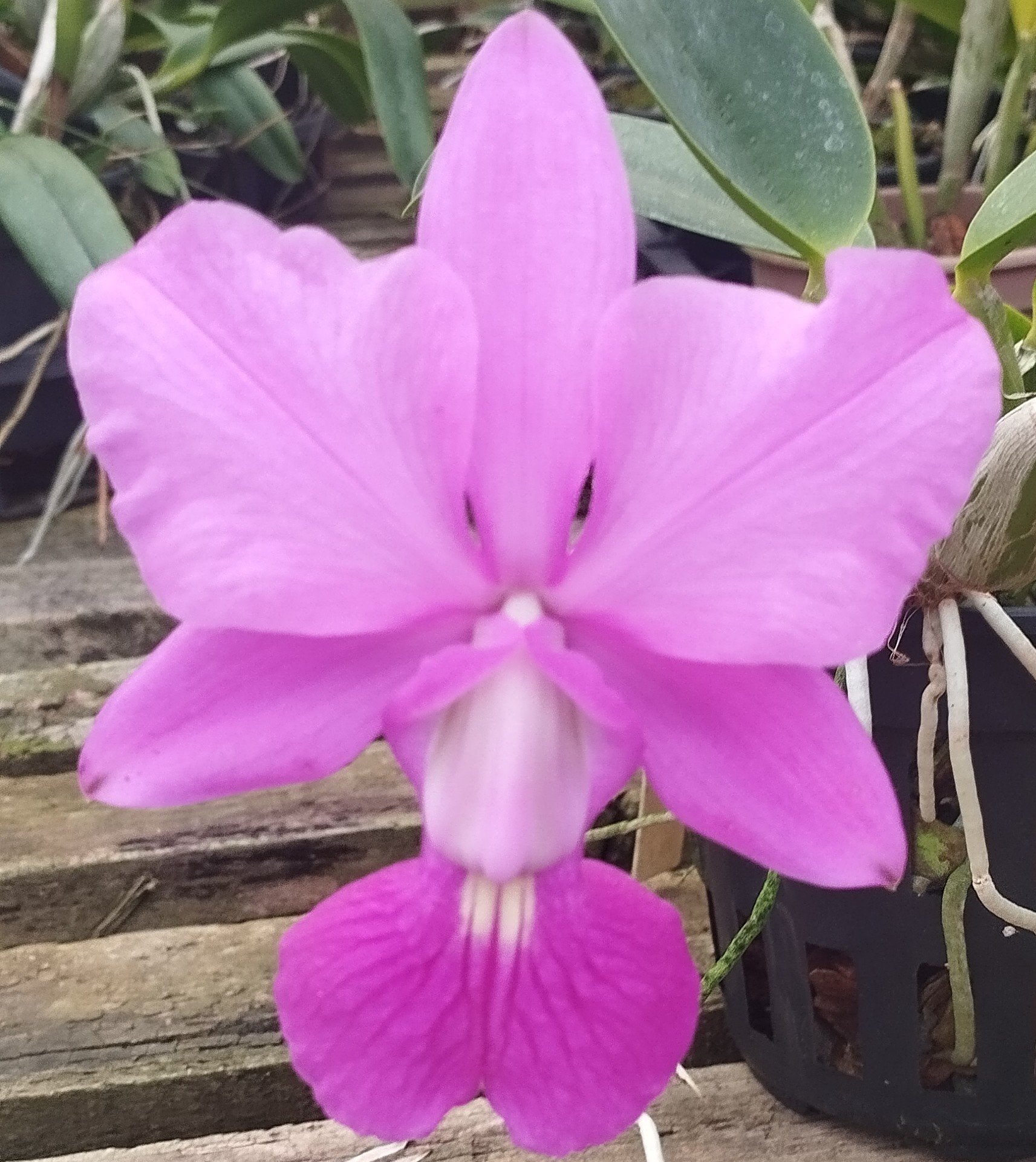 C. walkeriana tipo "Caliman''