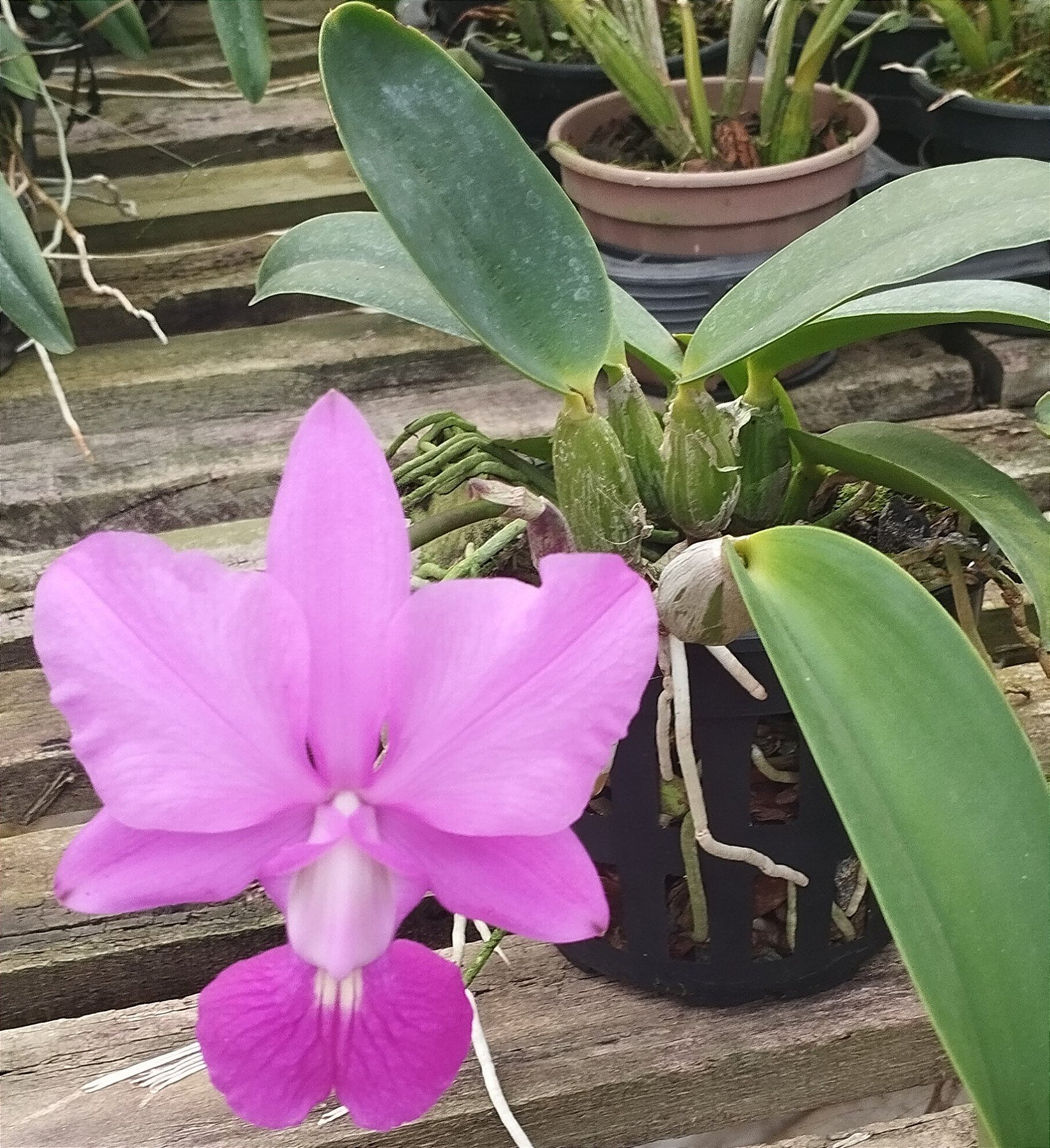 C. walkeriana tipo "Caliman''