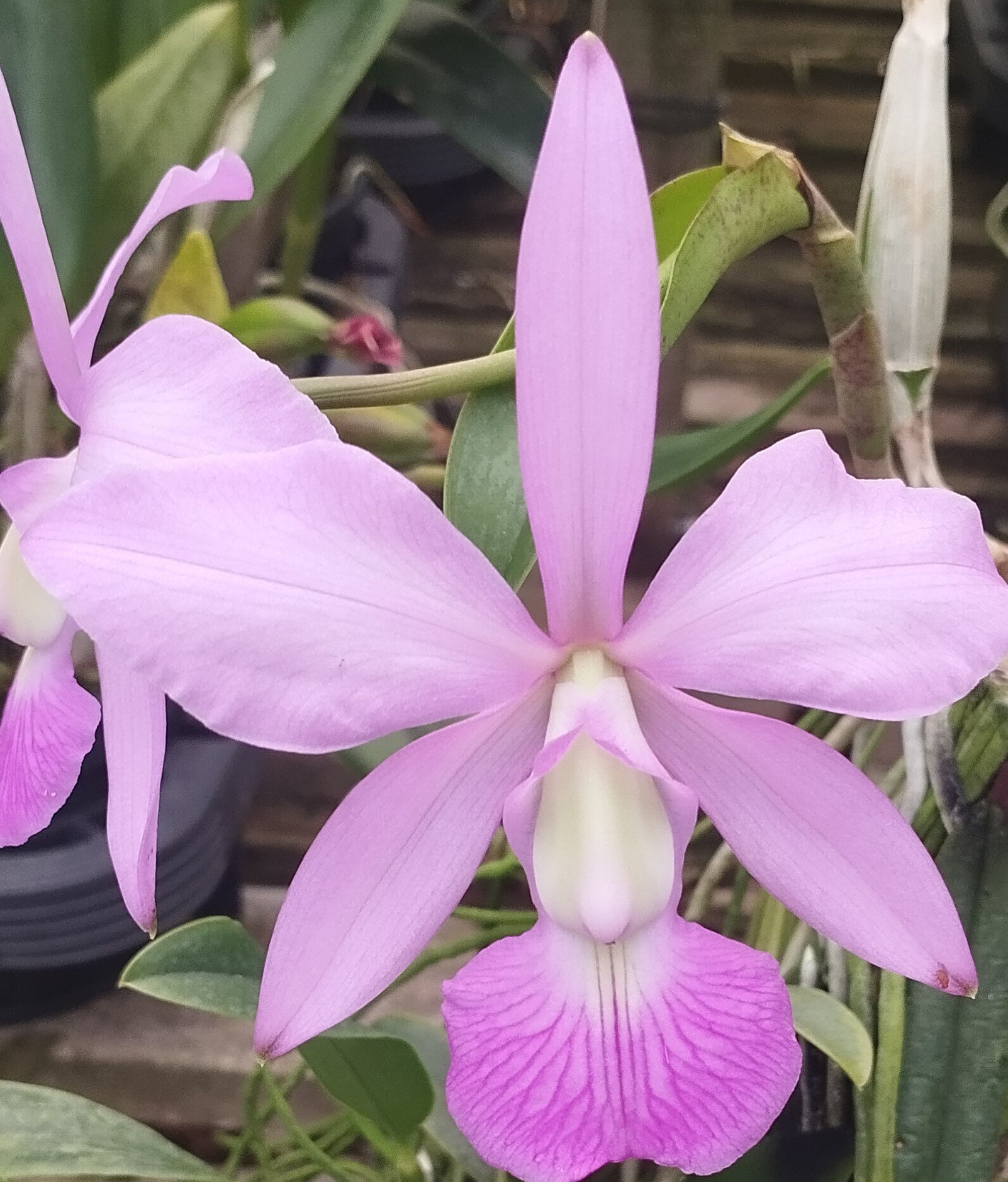 C. Walkeriana tipo (arranjo)