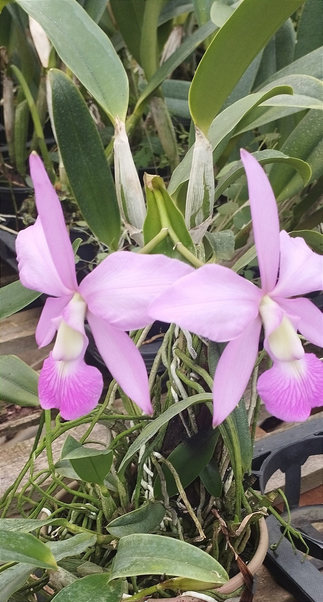 C. Walkeriana tipo (arranjo)