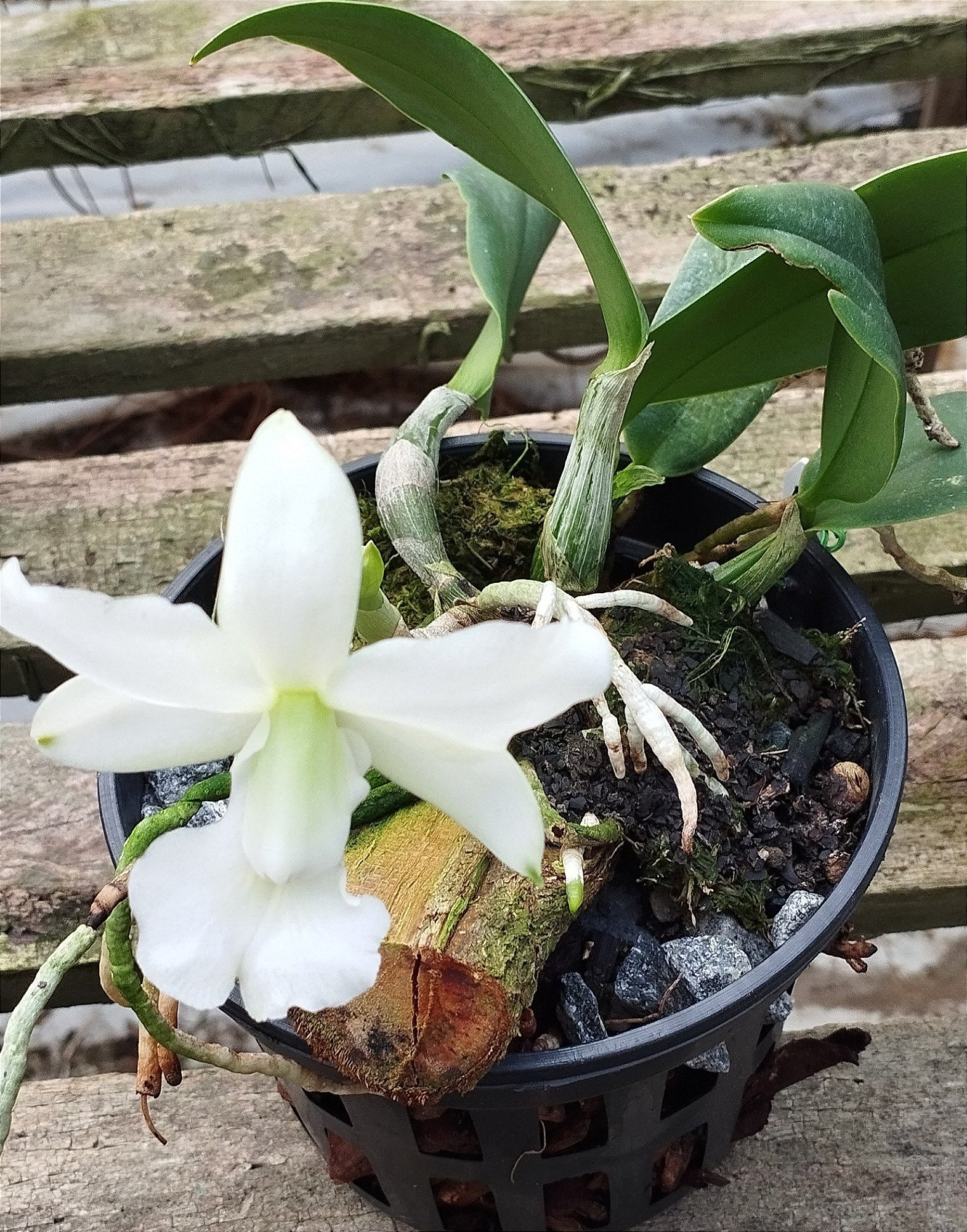 C. Walkeriana var. Alba