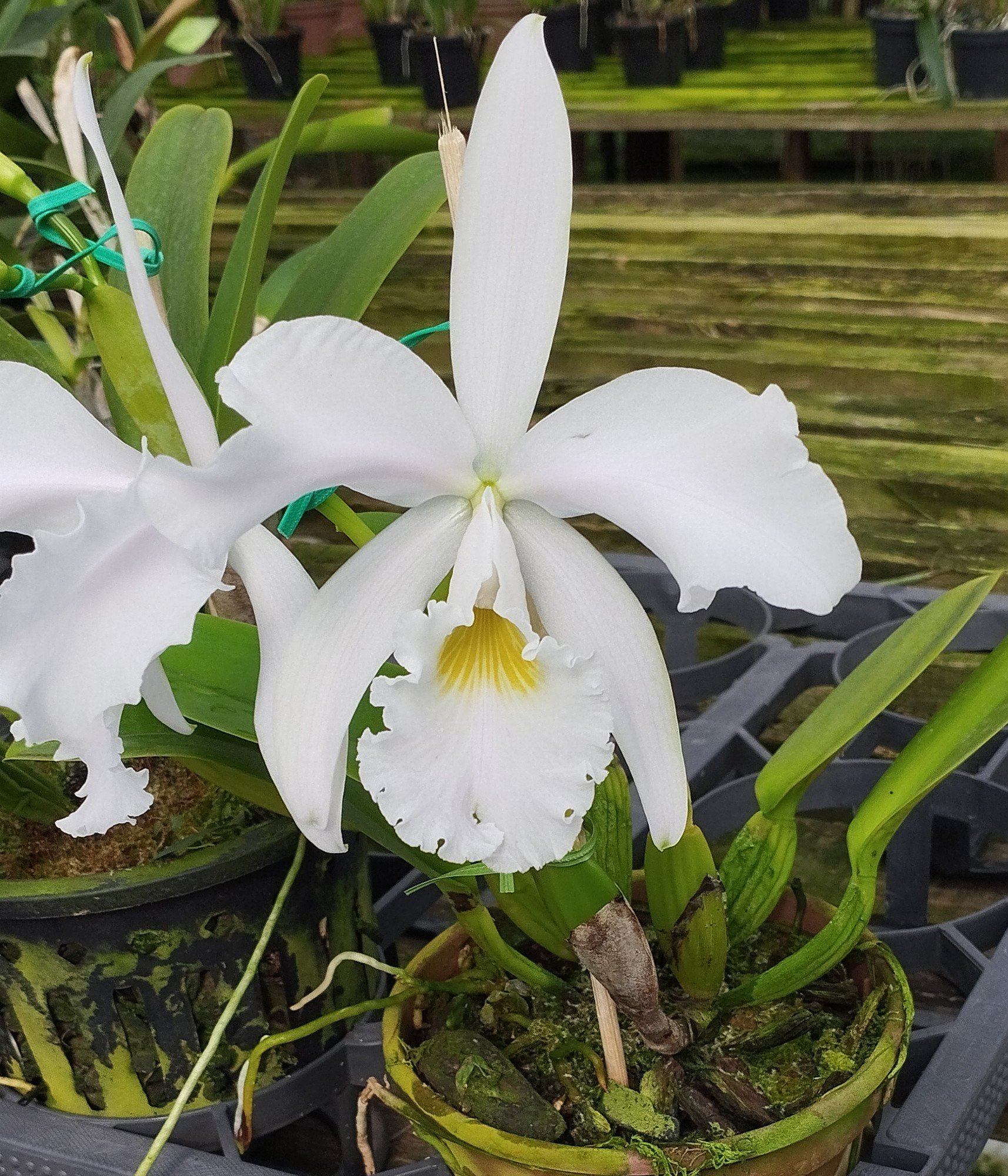 C. Warnerii Ricardo Bells x C. Warnerii Santa Teresa
