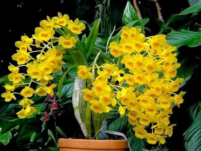 Dendrobium Chrysotoxum