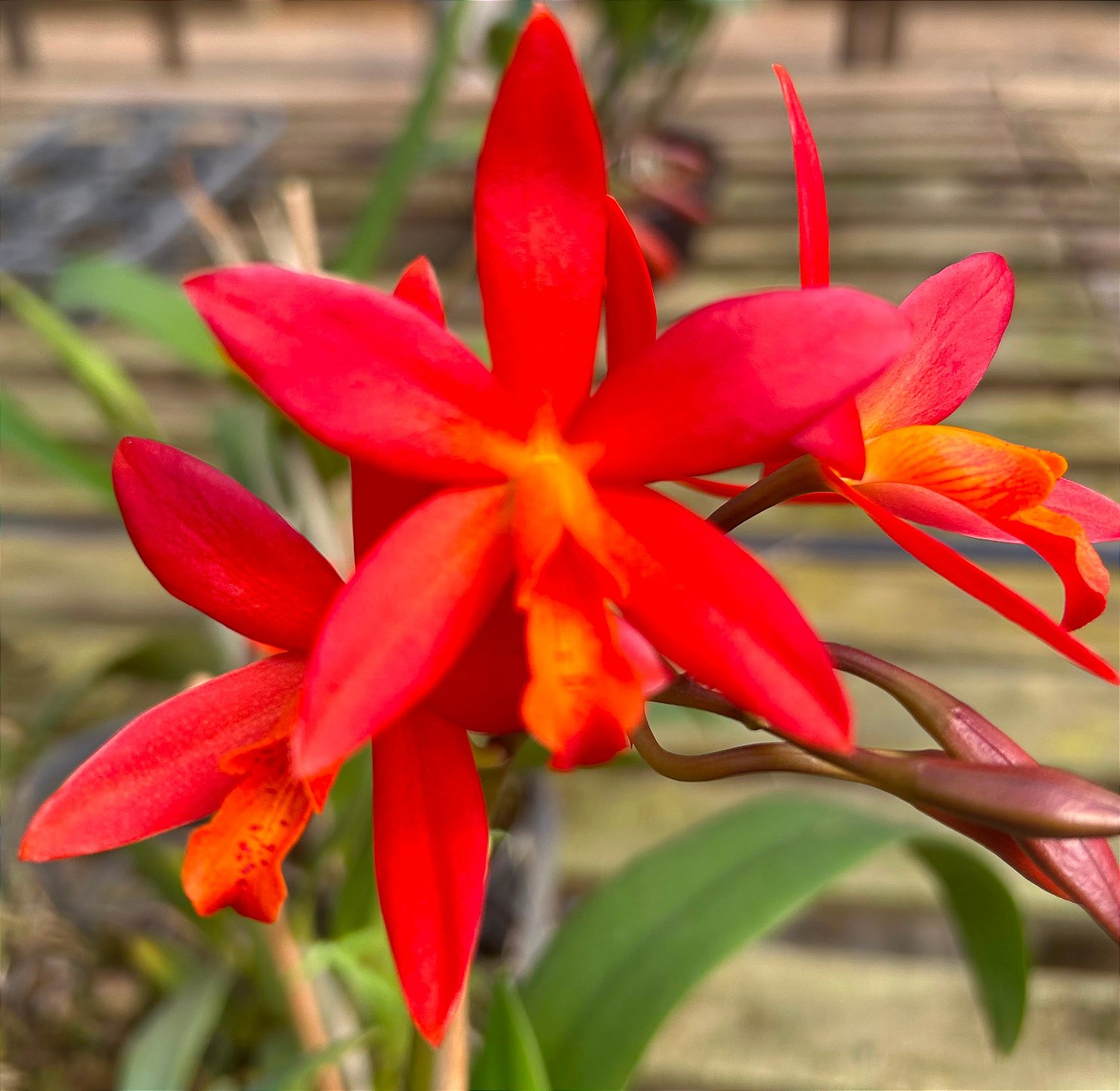 Ec. Orange Blaze
