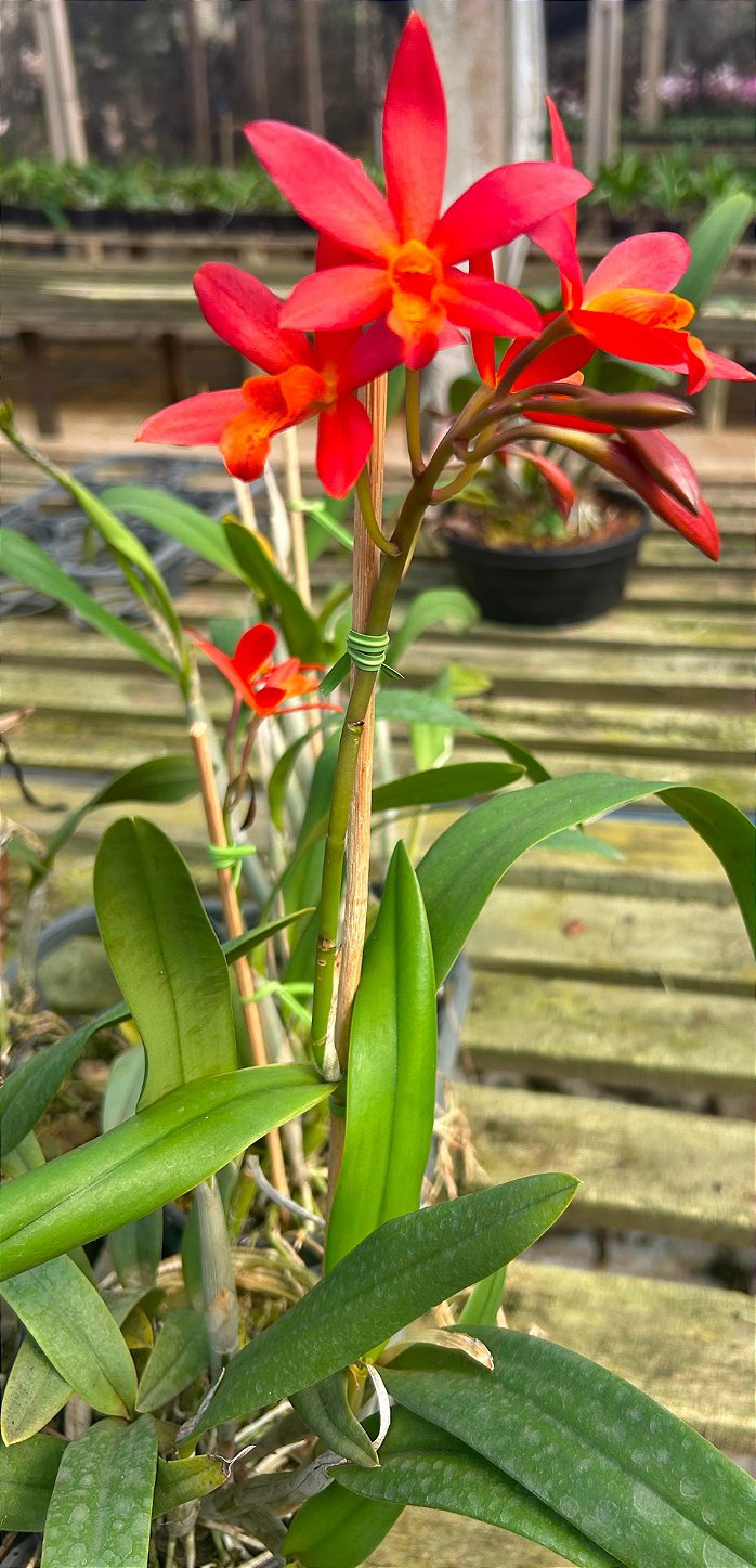 Ec. Orange Blaze