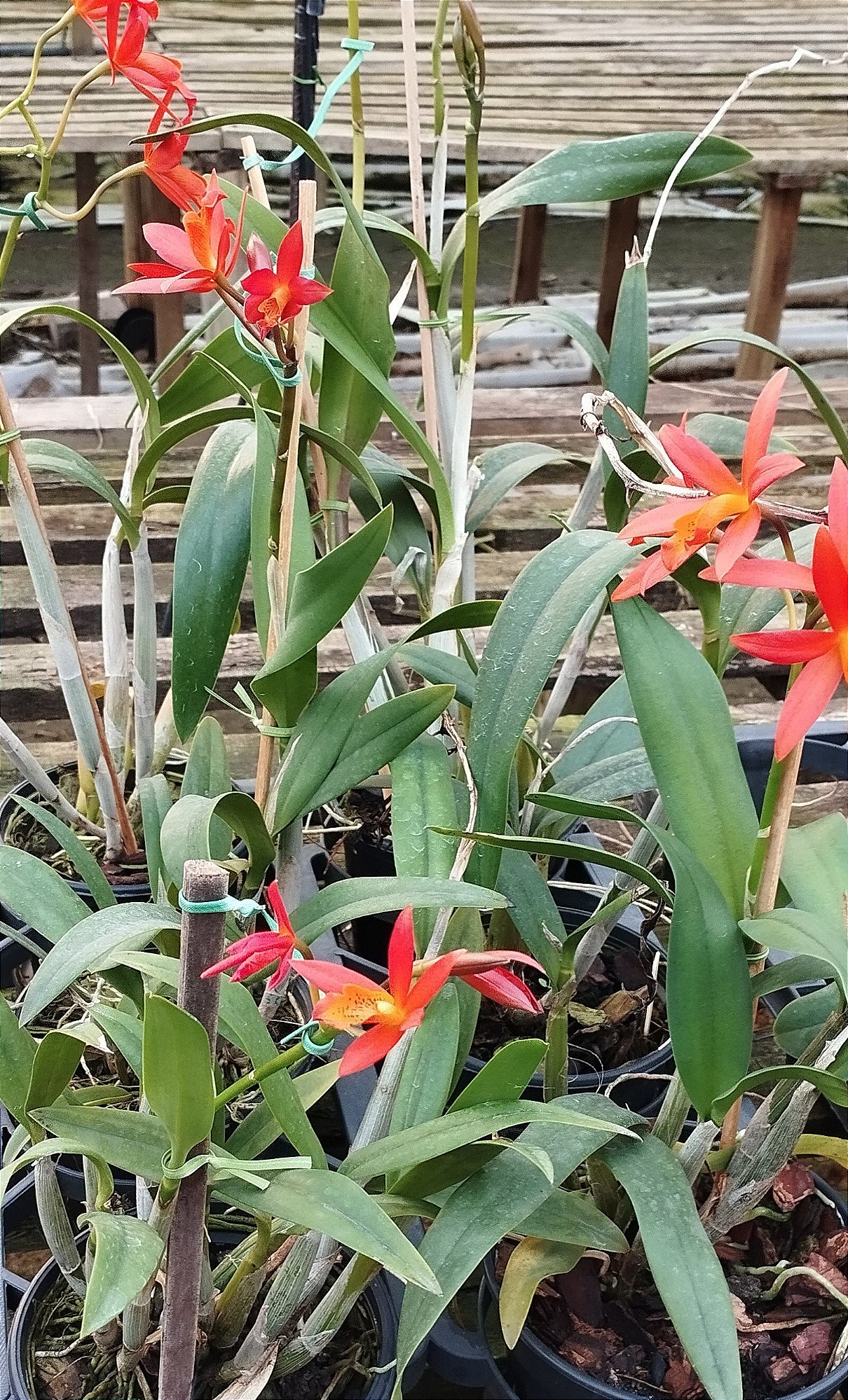 Ec. Orange Blaze