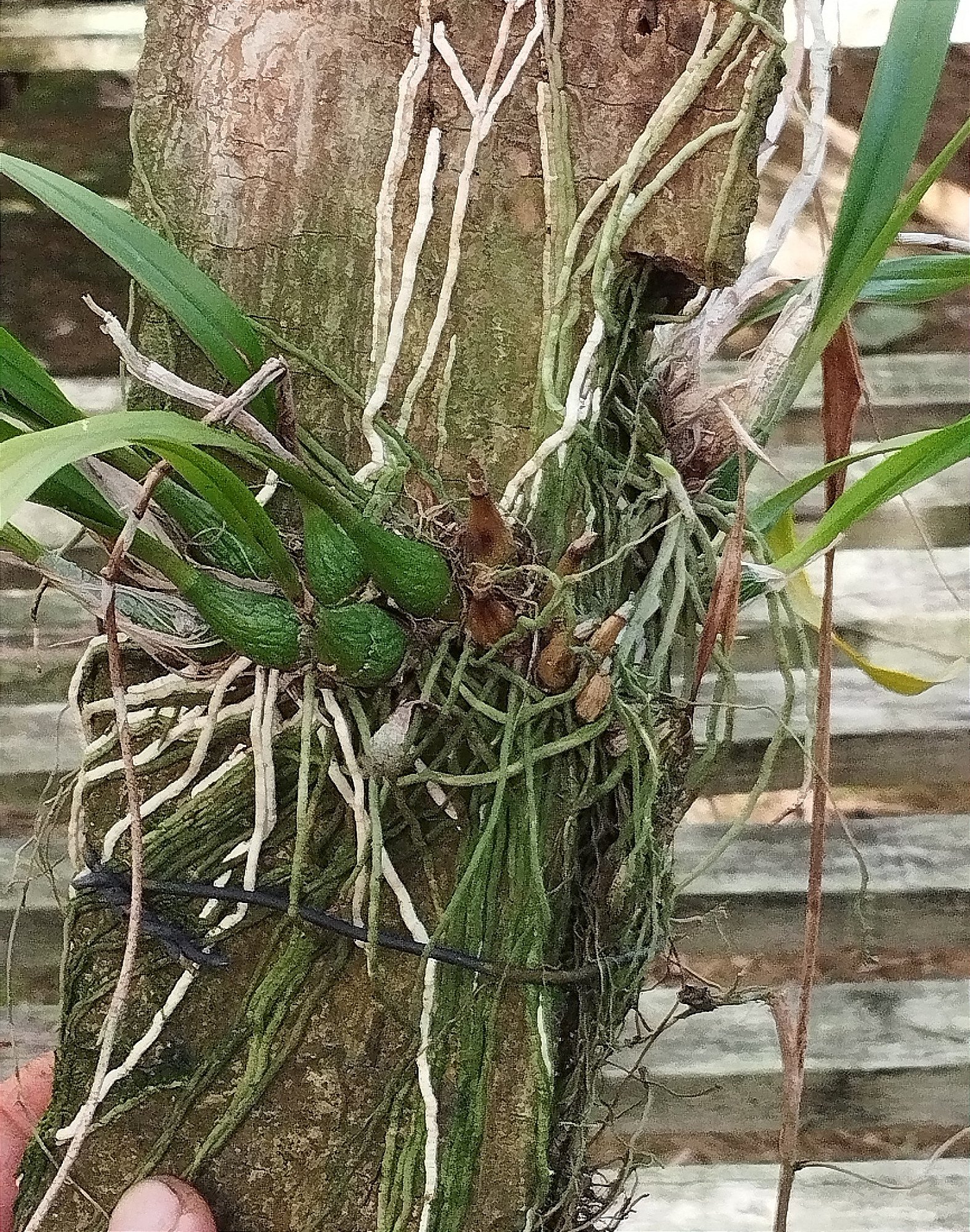 Enciclya spirictussantencis (toco)