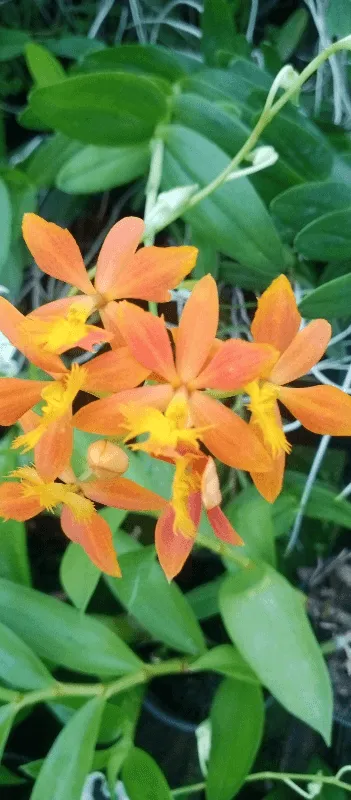 Epidendrum laranja